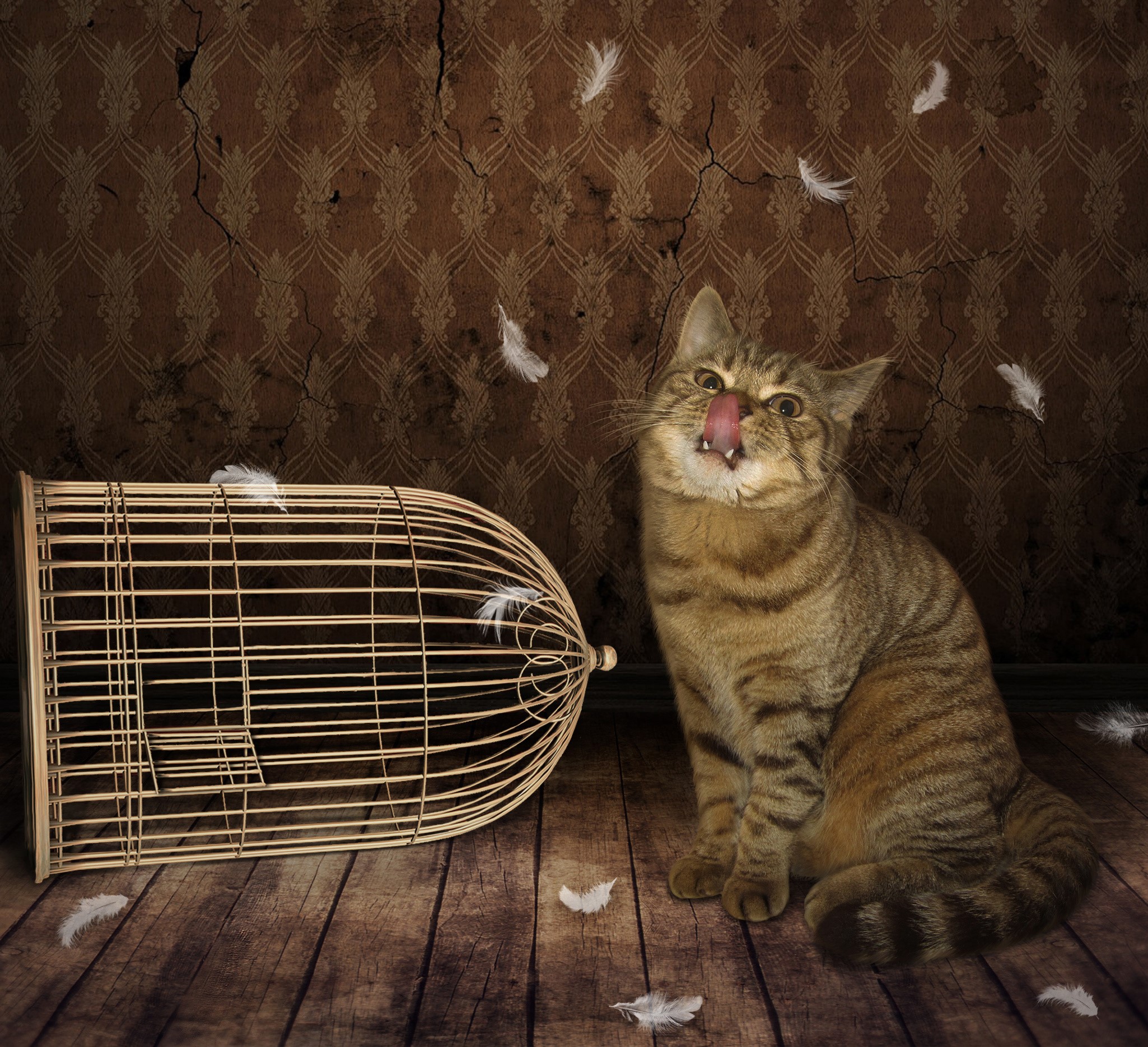 Cat with tongue out next to an open birdcage with feathers HD Wallpaper