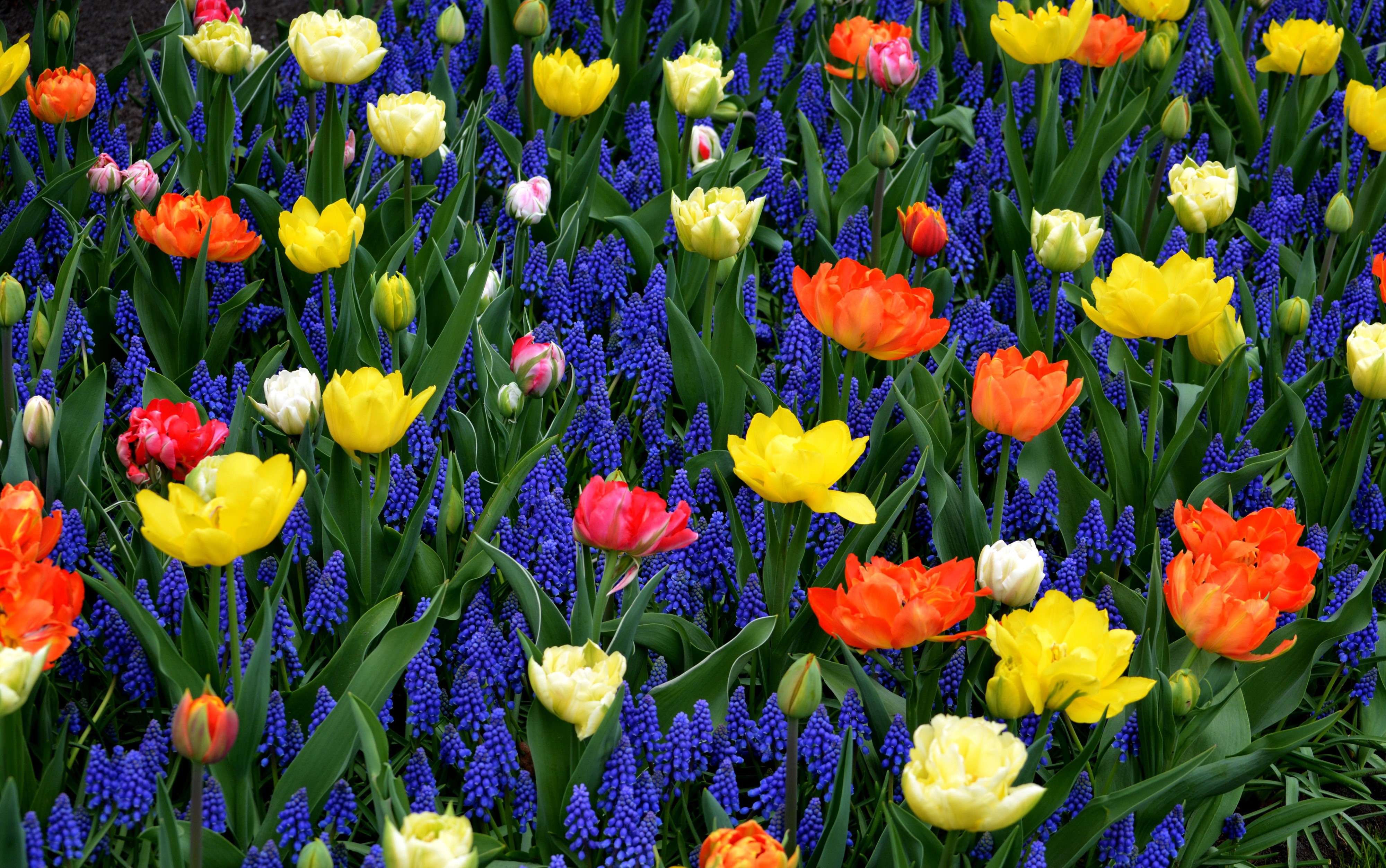 4K Tulips and Hyacinths Field HD Wallpaper