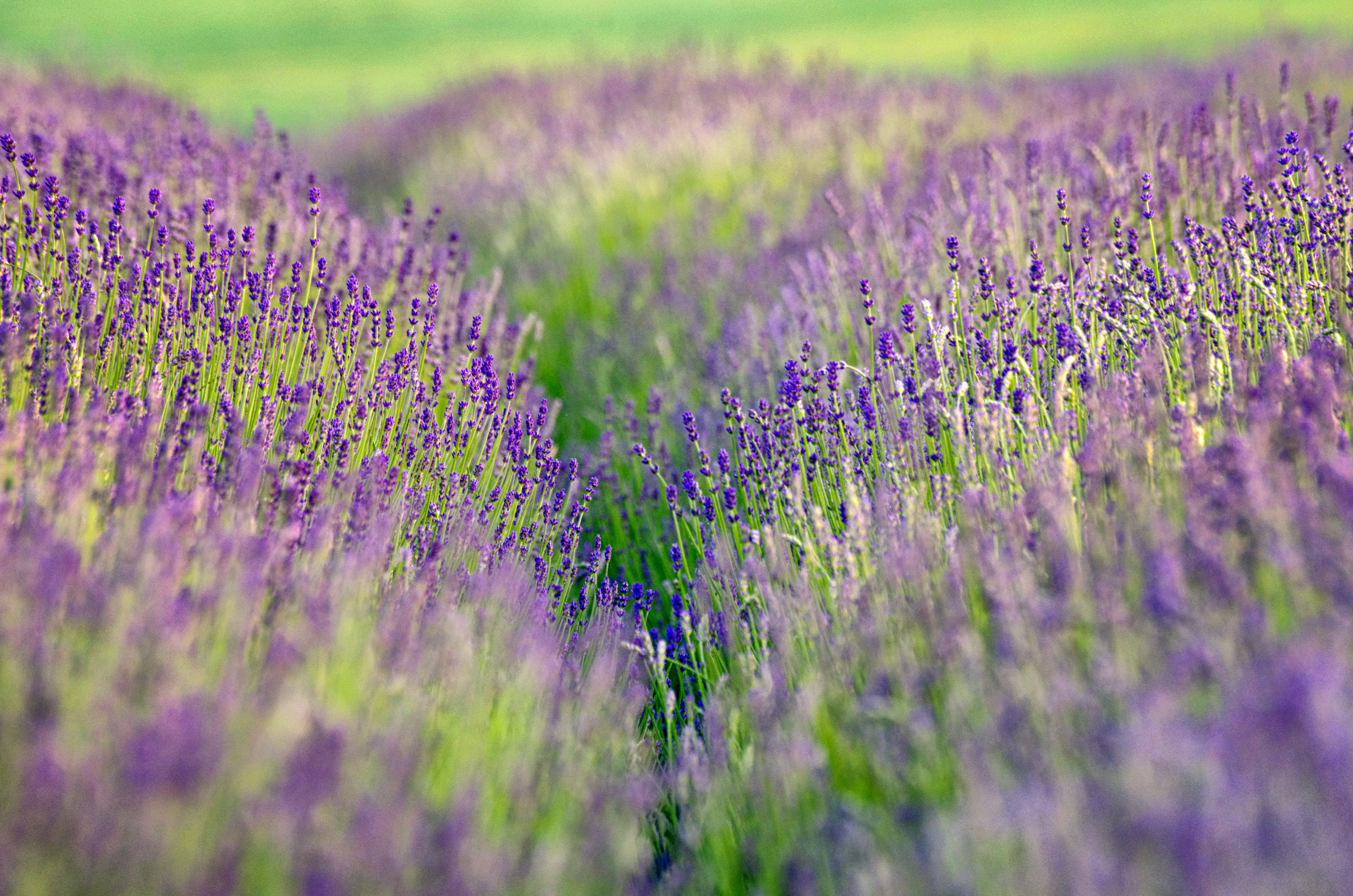Lavender field in bloom HD Wallpaper
