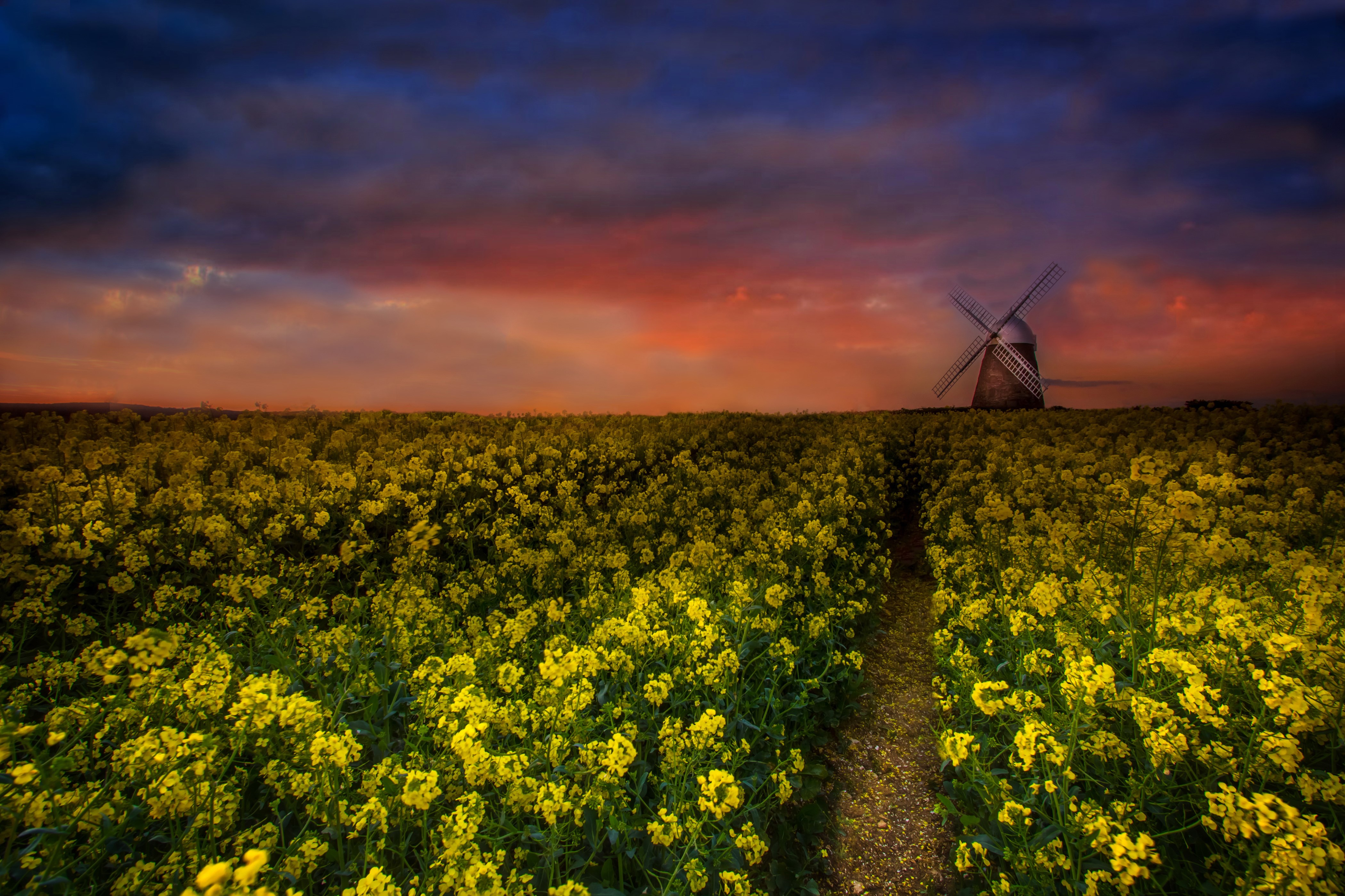 Rapeseed Field with Windmill at Sunset HD Wallpaper