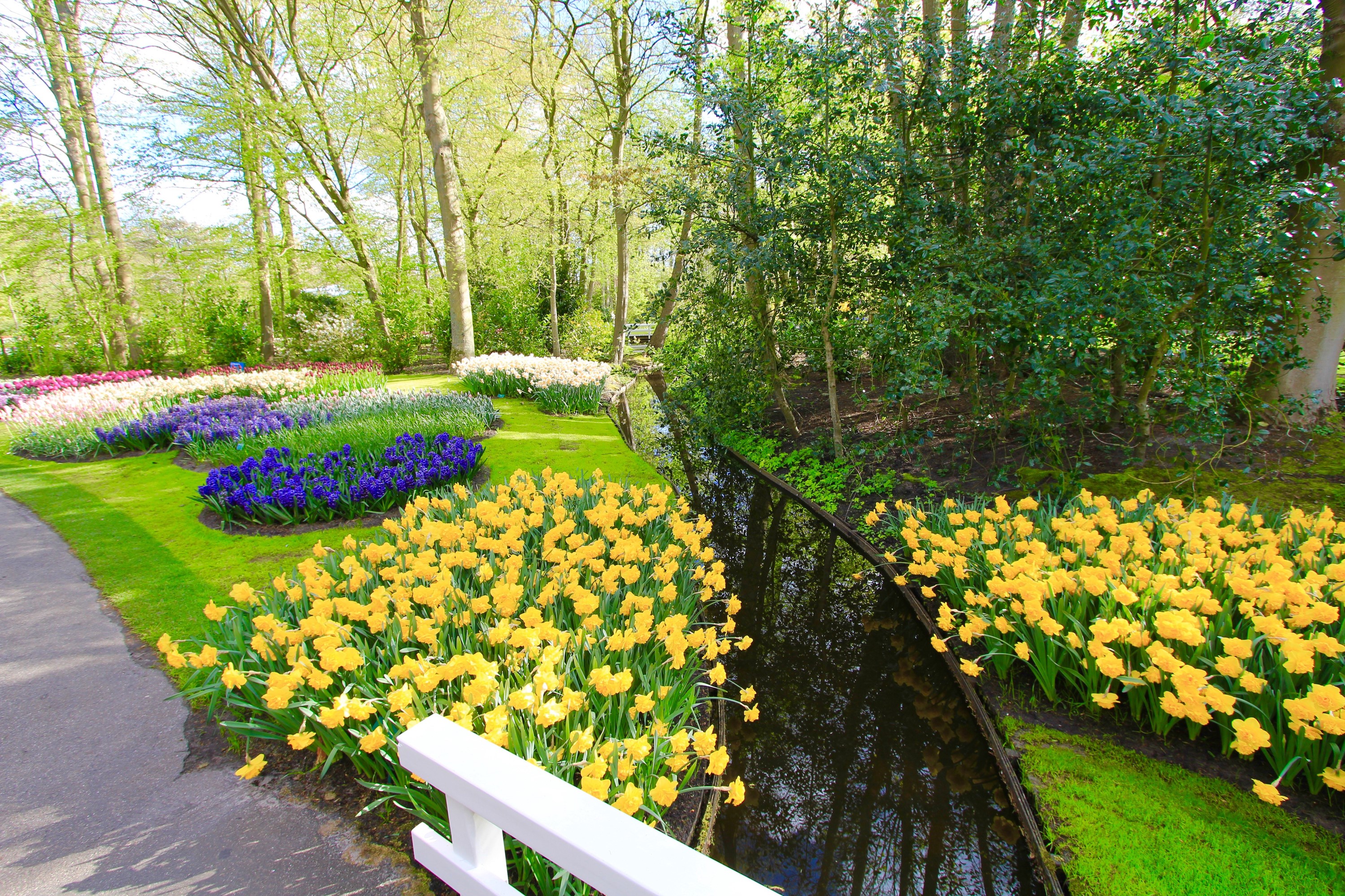 Keukenhof Gardens with Tulips and Daffodils in the Netherlands HD Wallpaper