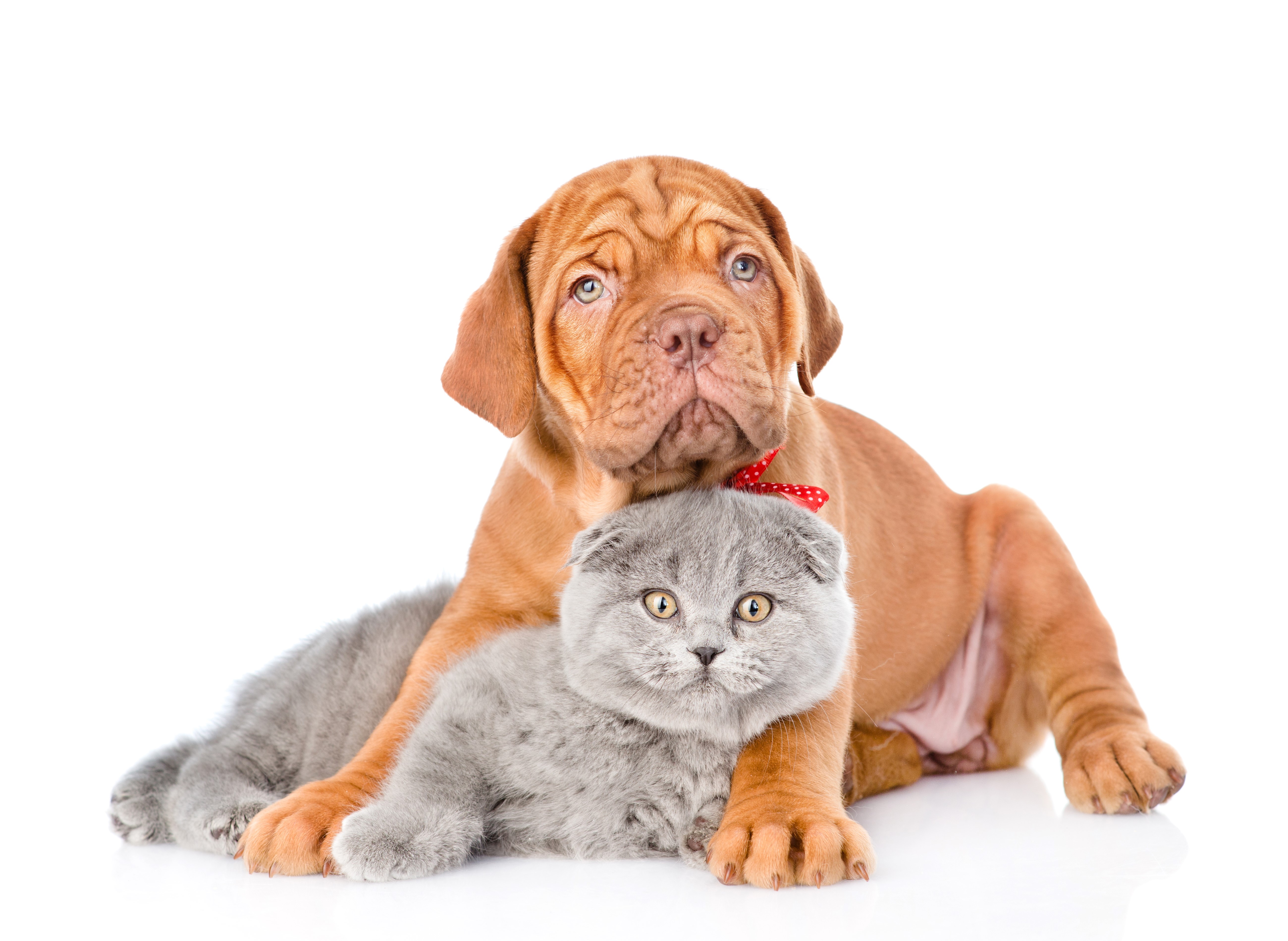 Dogue de Bordeaux puppy with Scottish Fold kitten HD Wallpaper