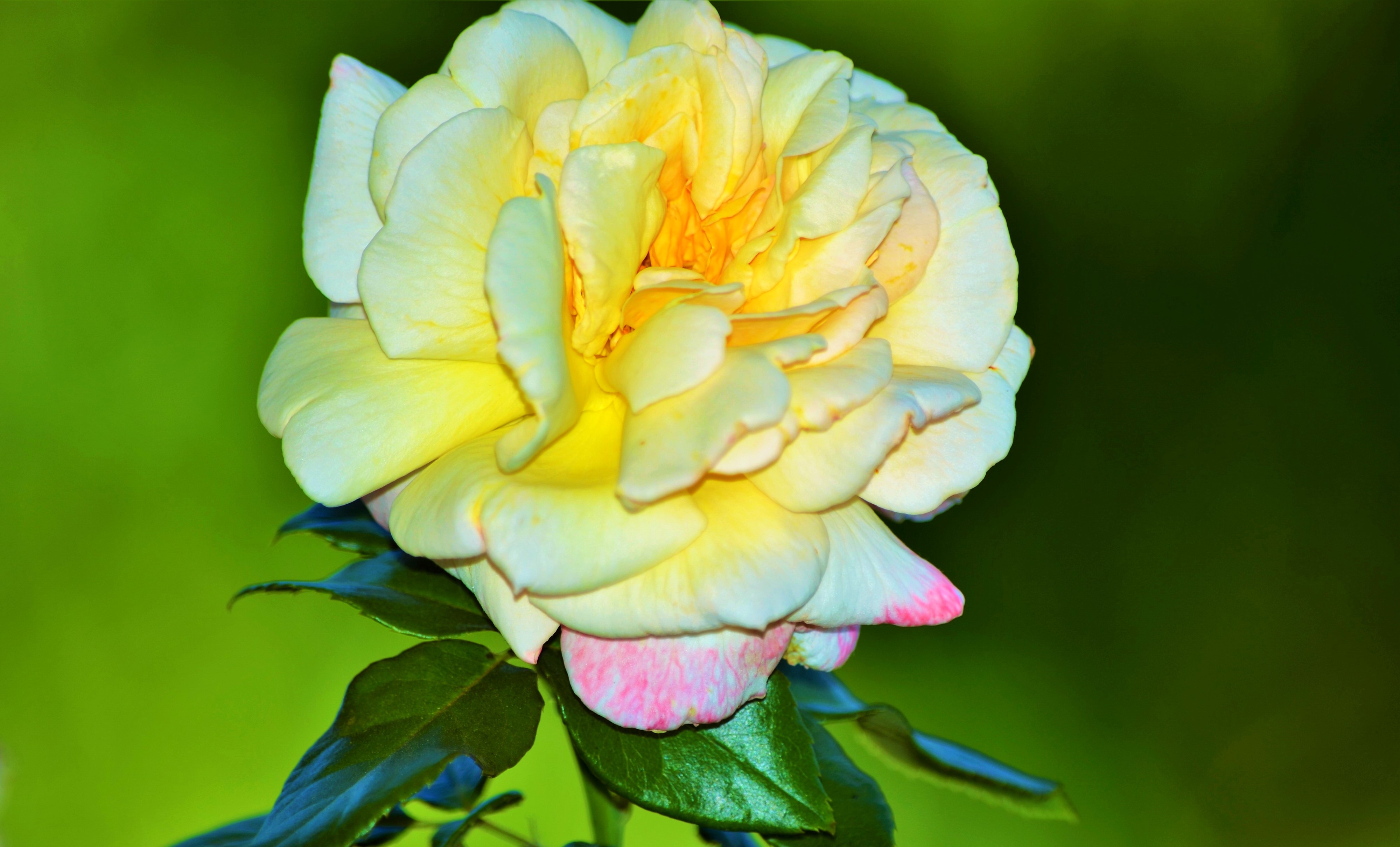 Yellow Rose Closeup HD Wallpaper