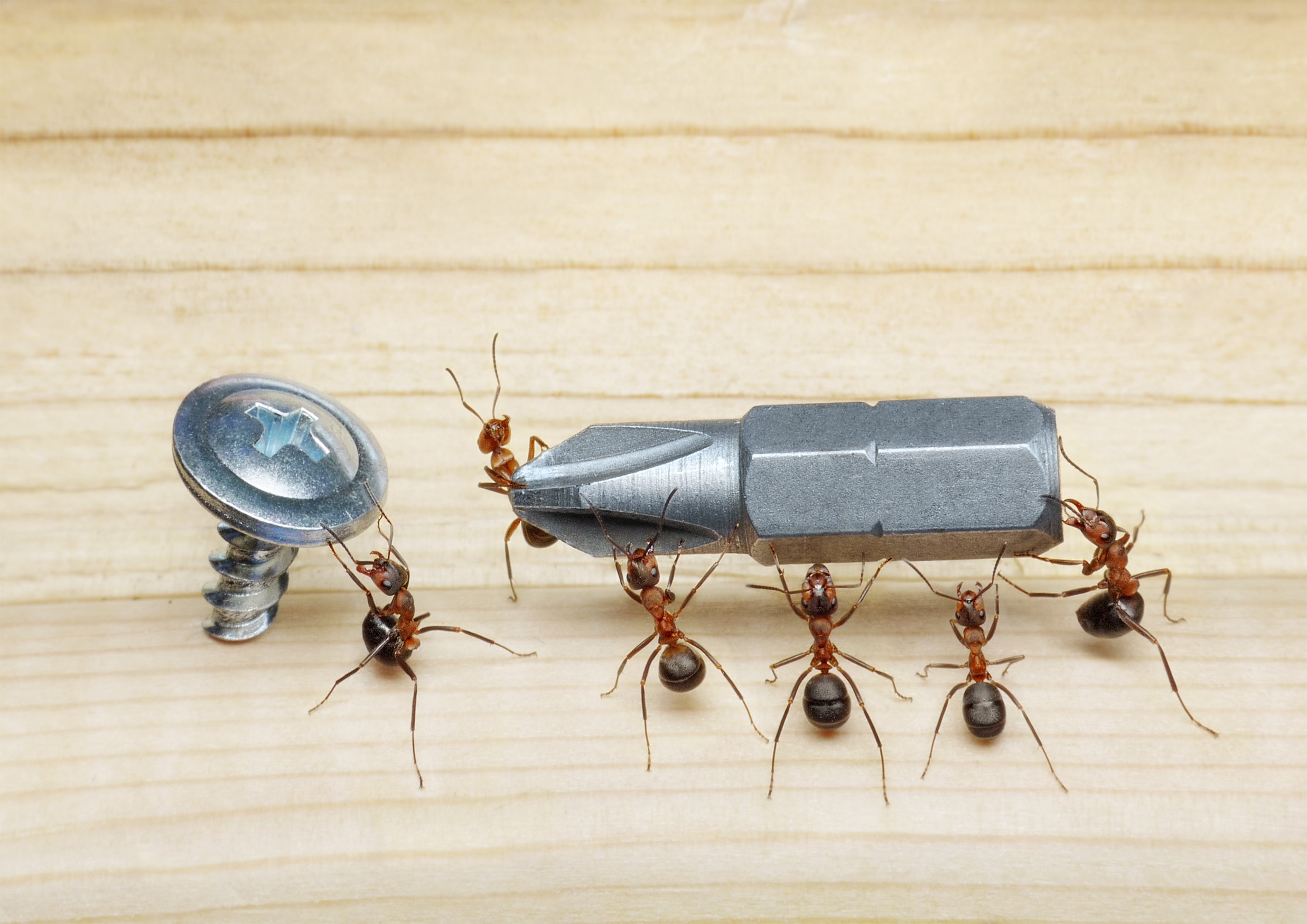 Ants carrying a screw and a screwdriver bit HD Wallpaper