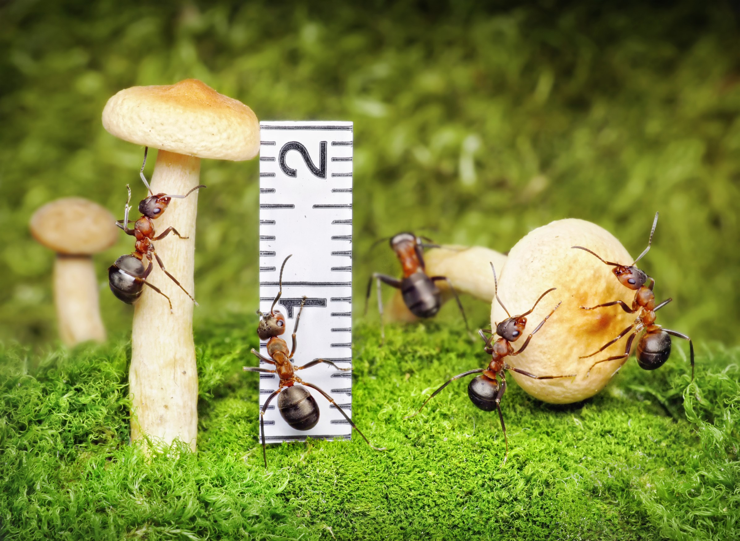 Ants and Mushrooms with Ruler HD Wallpaper