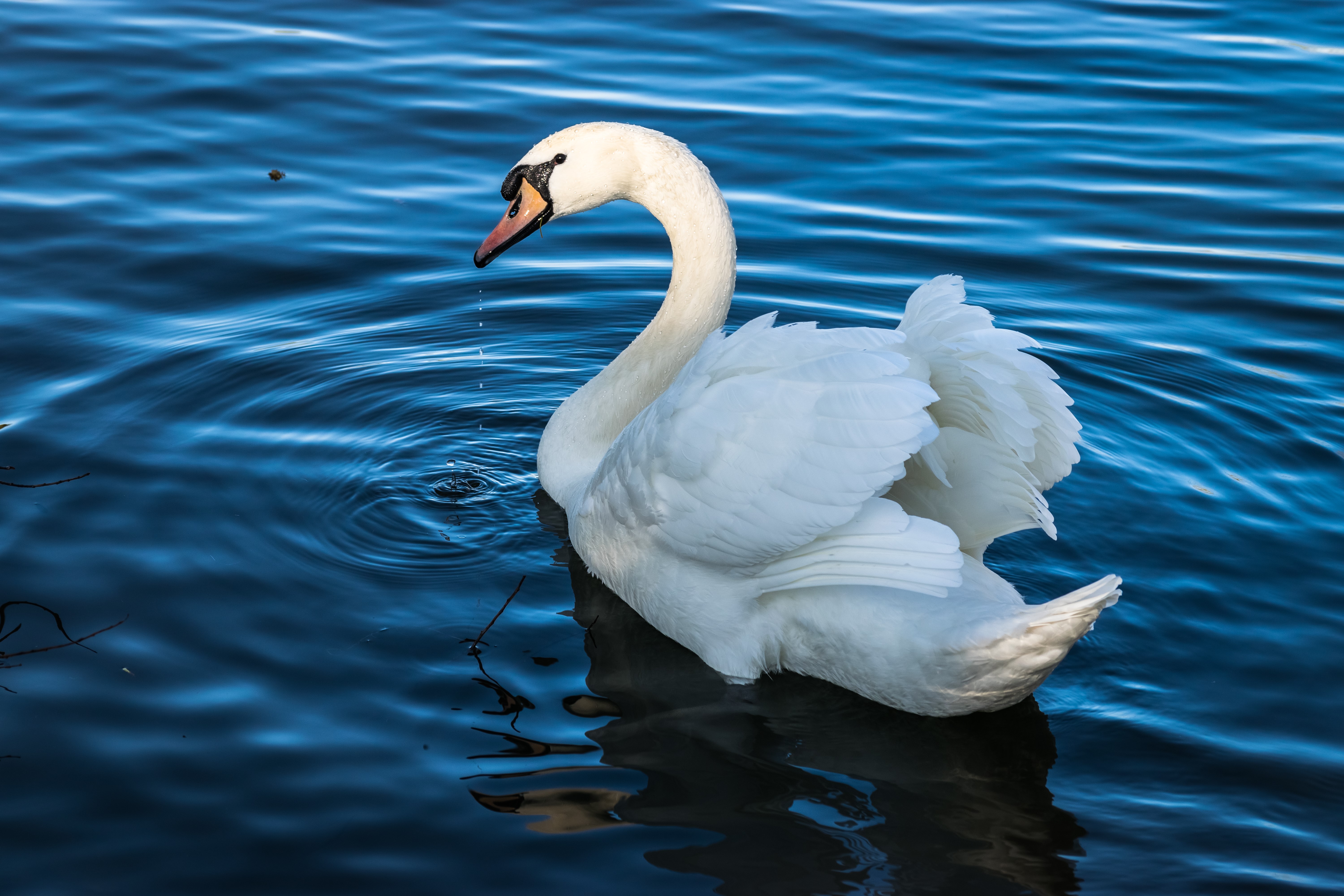 White Swan Swimming in Blue Water HD Wallpaper