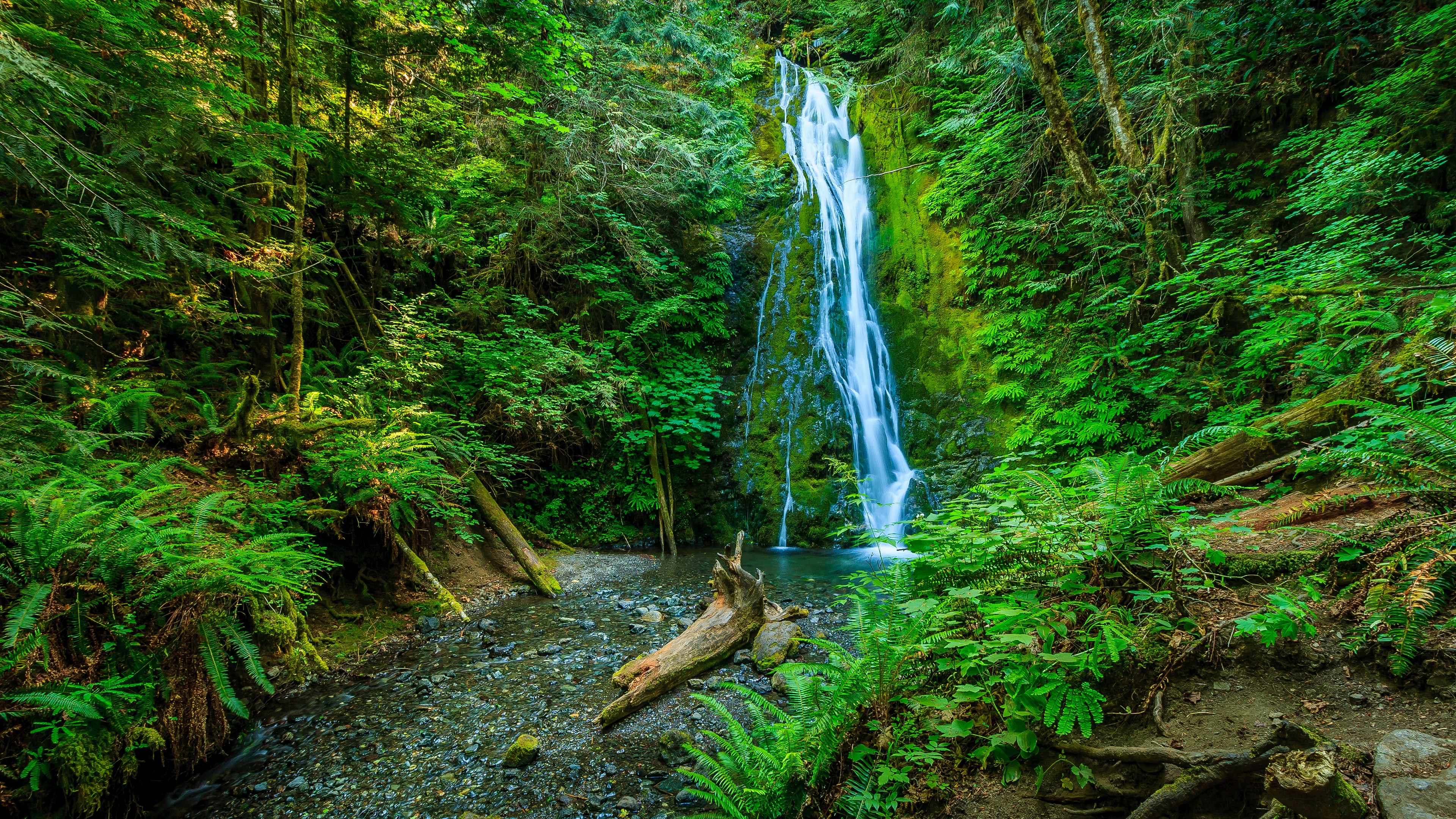 Waterfall cascading in a lush green forest HD Wallpaper