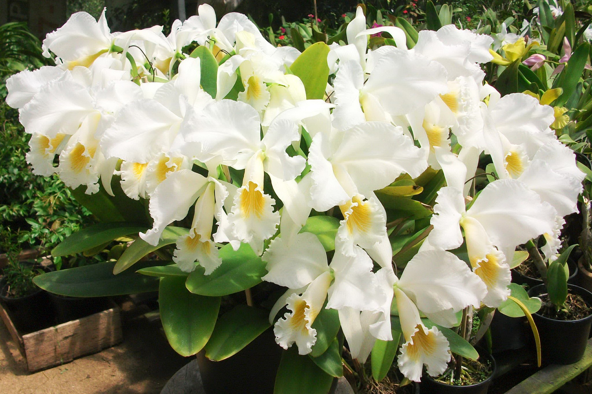 White Cattleya orchids with yellow centers HD Wallpaper
