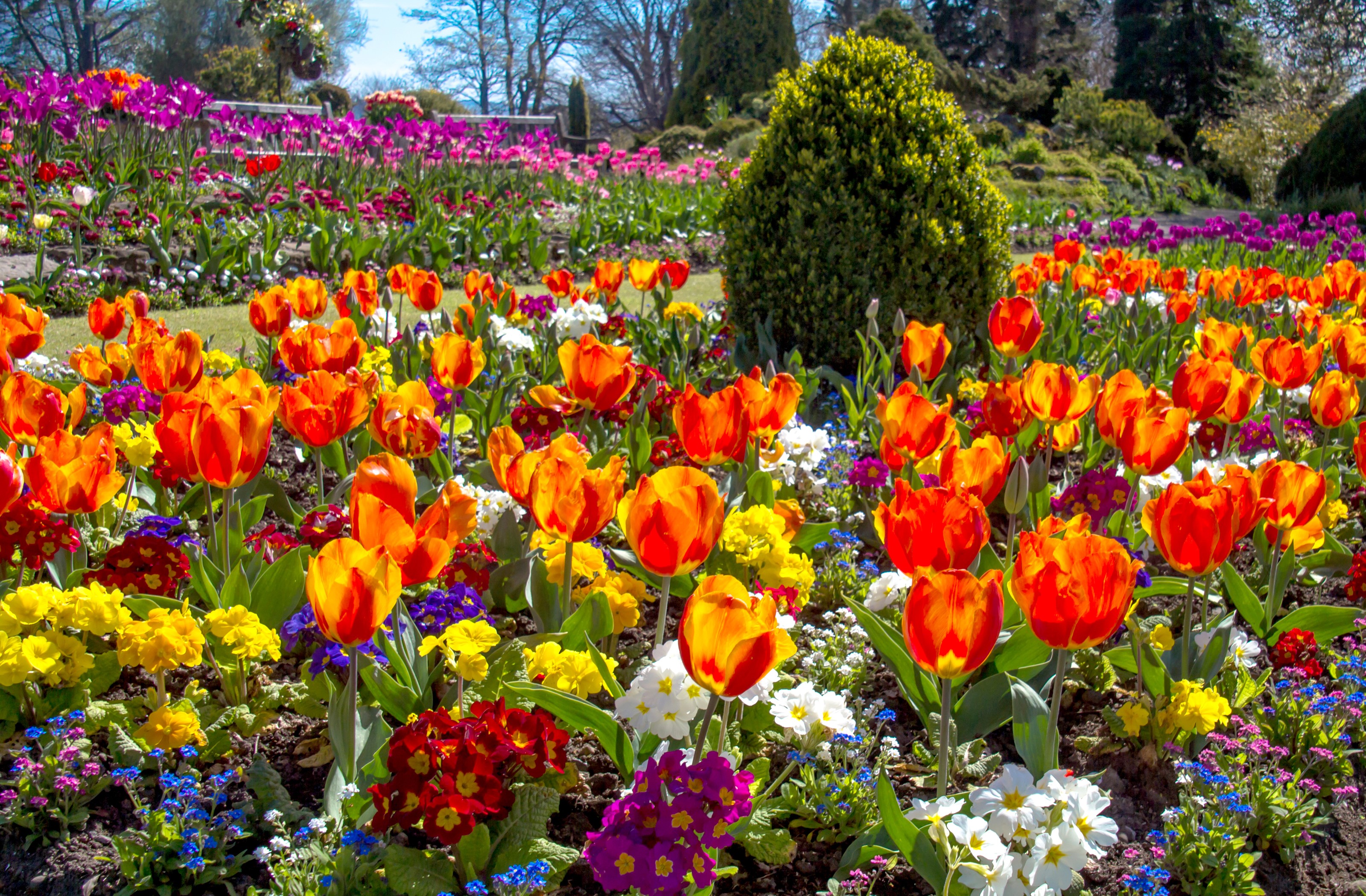 Swansea Botanic Gardens, Wales: Colorful Tulips and Flowers HD Wallpaper
