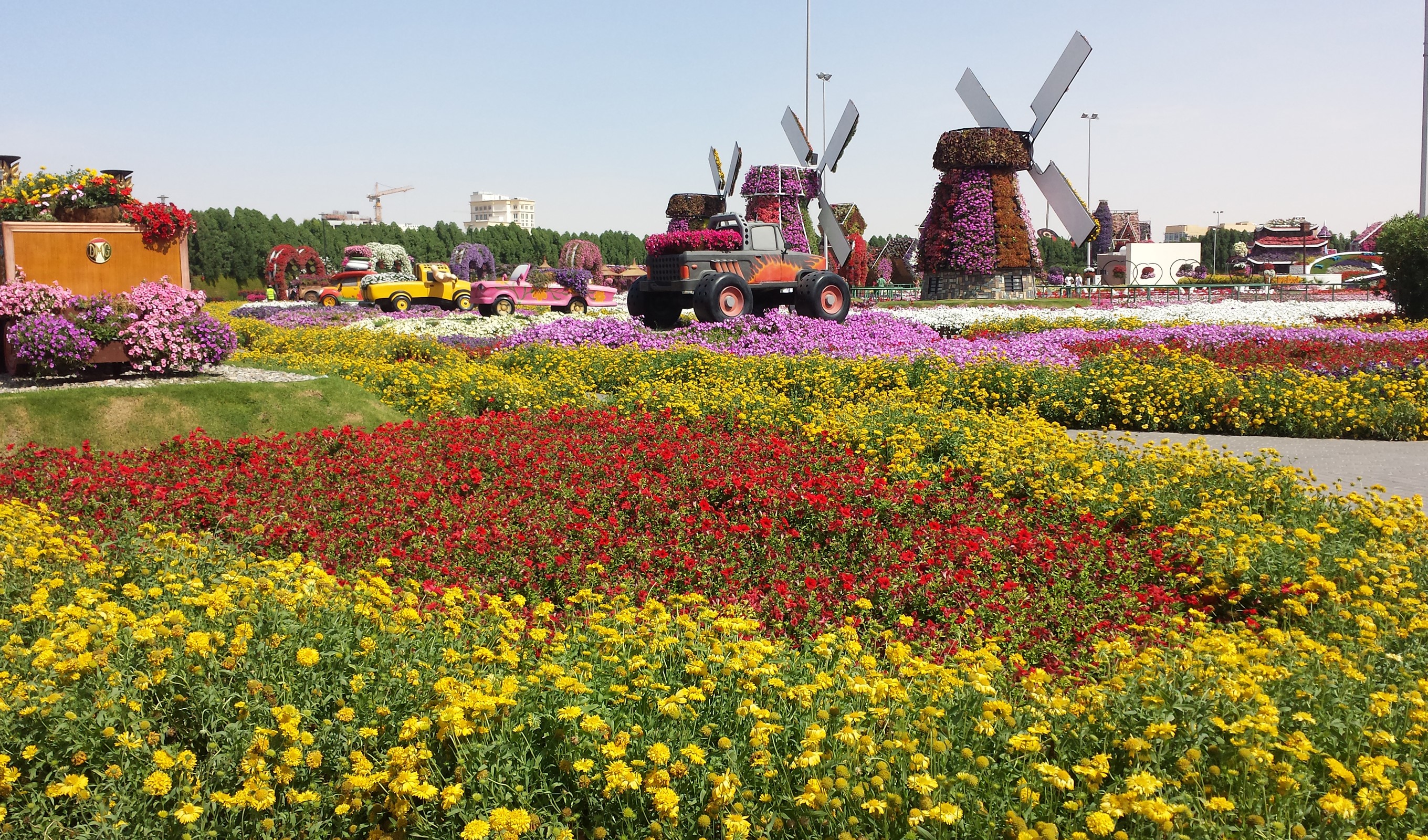 Miracle Garden Dubai flower display with windmills and vehicles HD Wallpaper