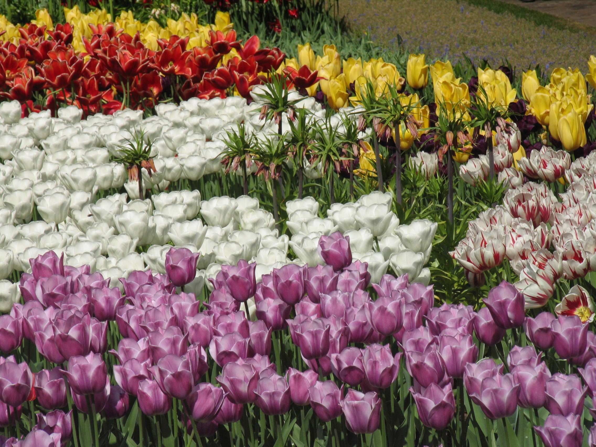 Rows of colorful tulips in Keukenhof Gardens, Netherlands HD Wallpaper