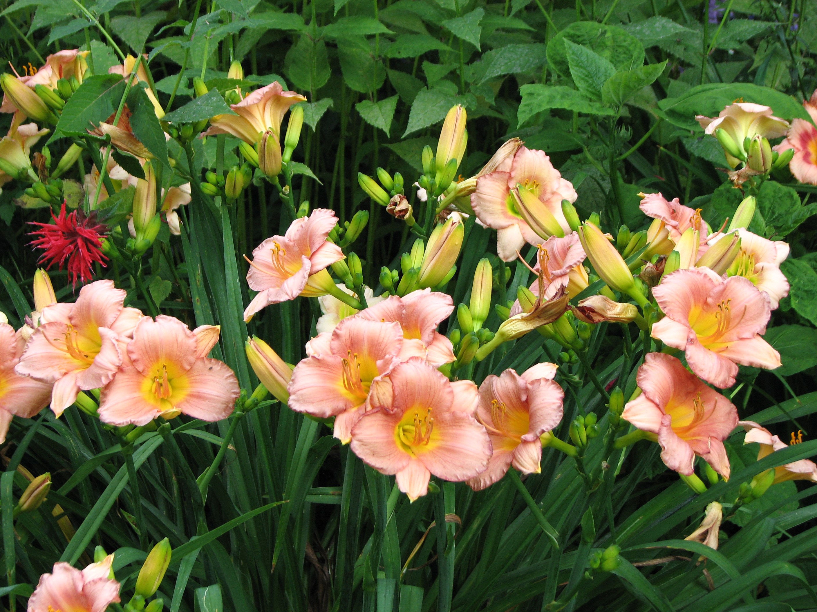 Peach daylilies and a red flower in a garden HD Wallpaper