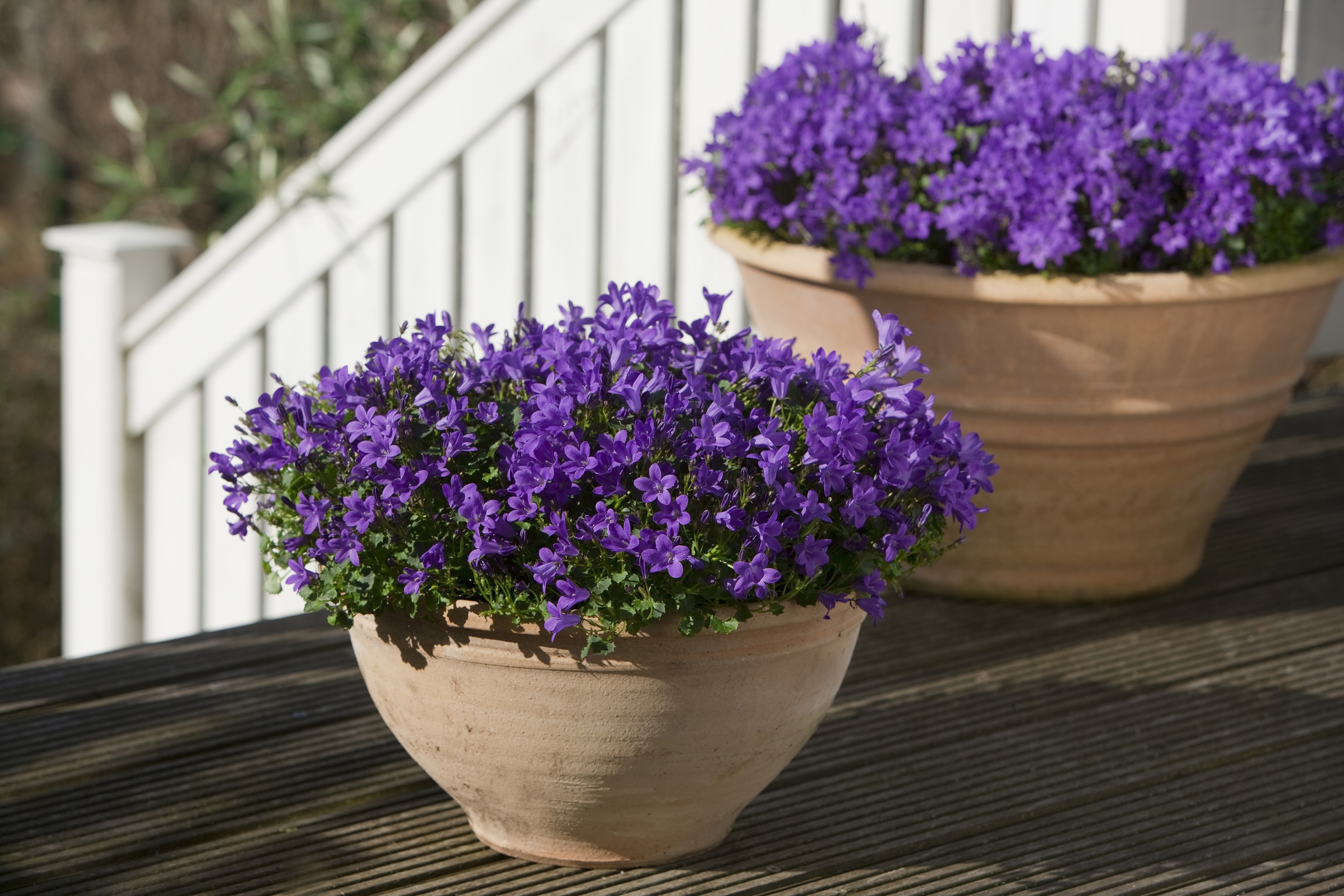 Purple Campanula flowers in terracotta pots on a deck HD Wallpaper