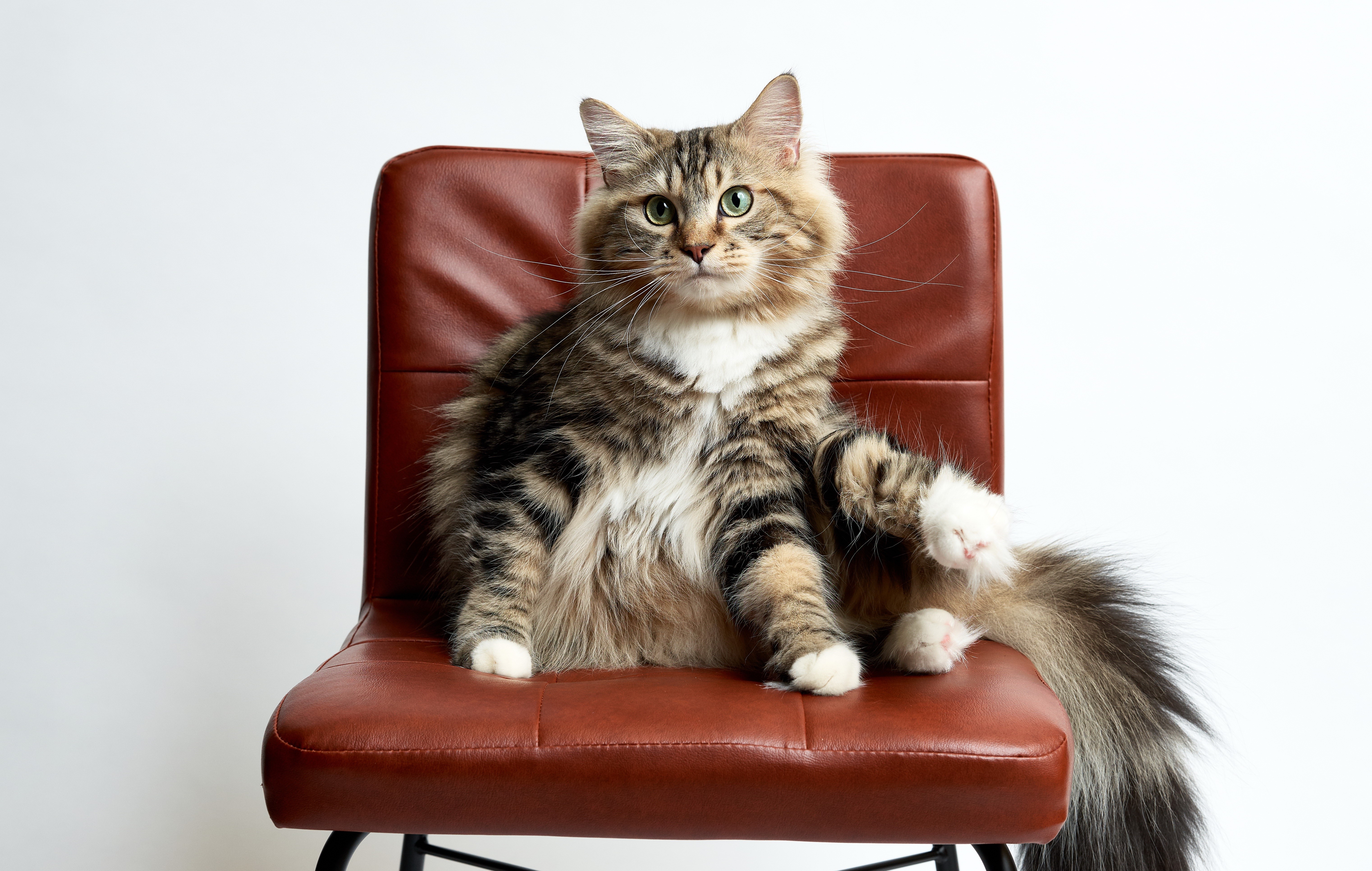 Cat sitting on a chair HD Wallpaper
