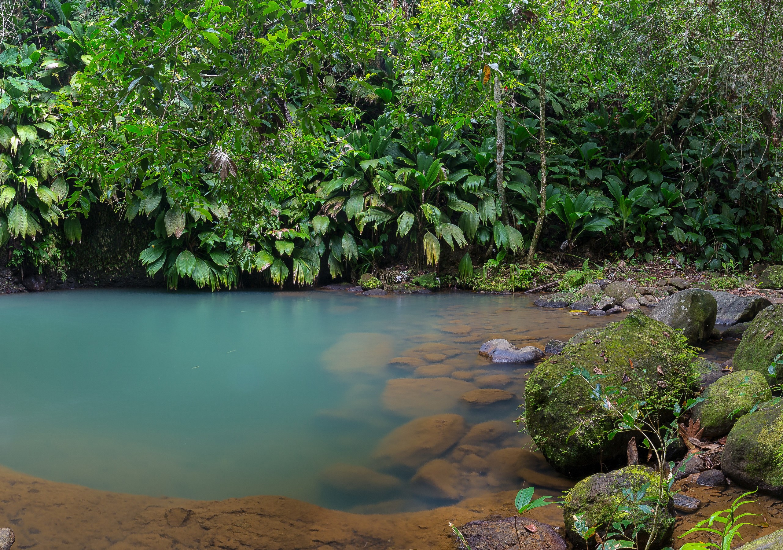 Tropical pond with mossy stones and dense foliage HD Wallpaper