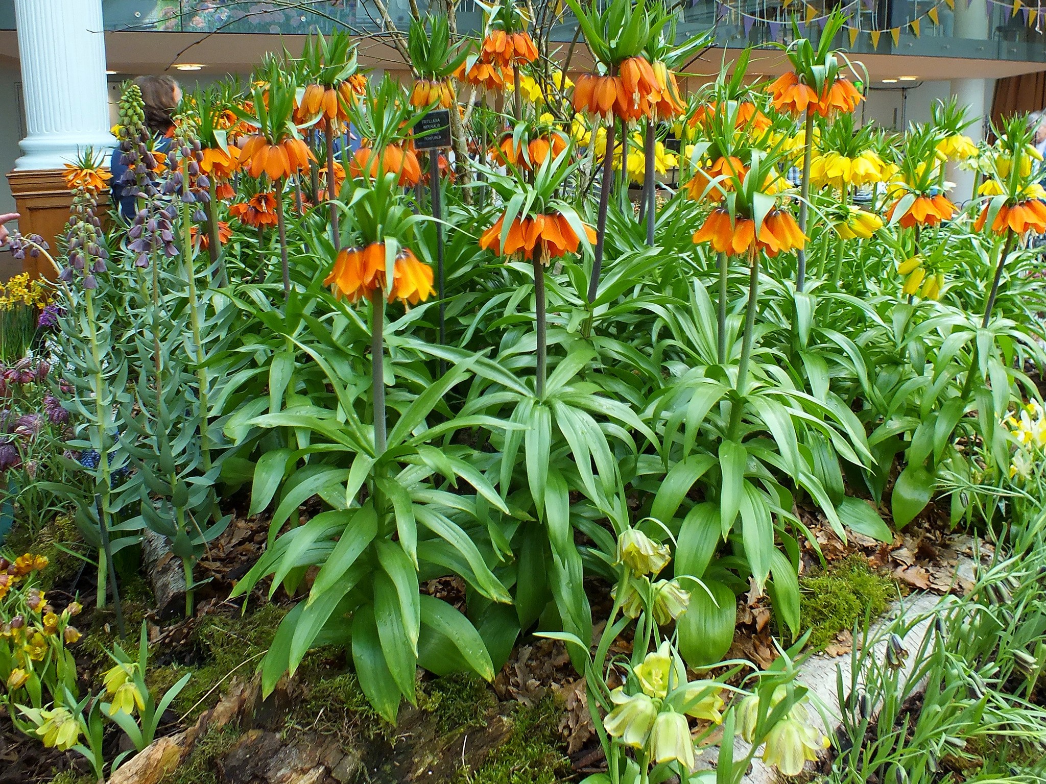 Fritillaria imperialis flowers in a garden display HD Wallpaper