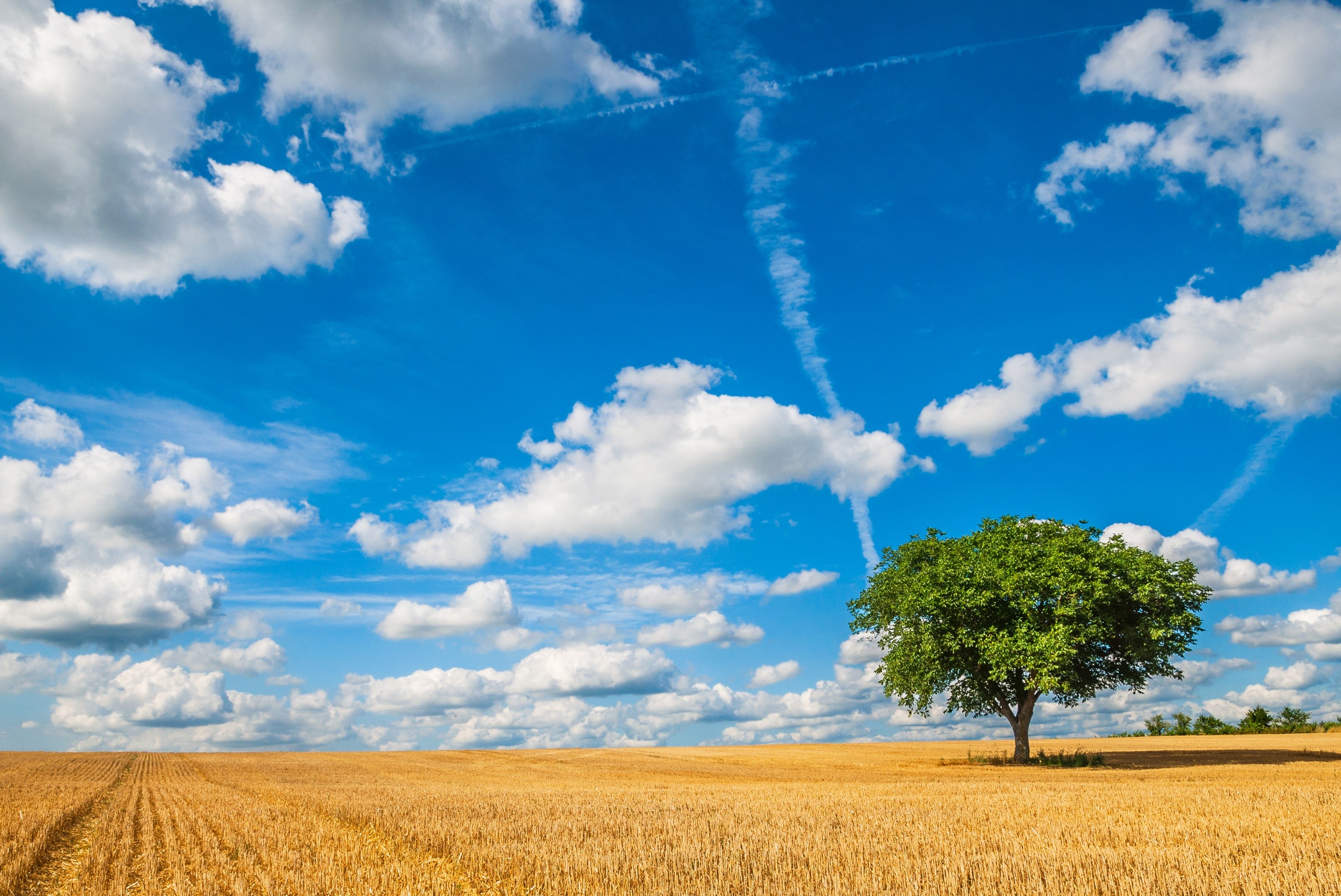 Golden wheat field under a blue sky with clouds and a tree HD Wallpaper