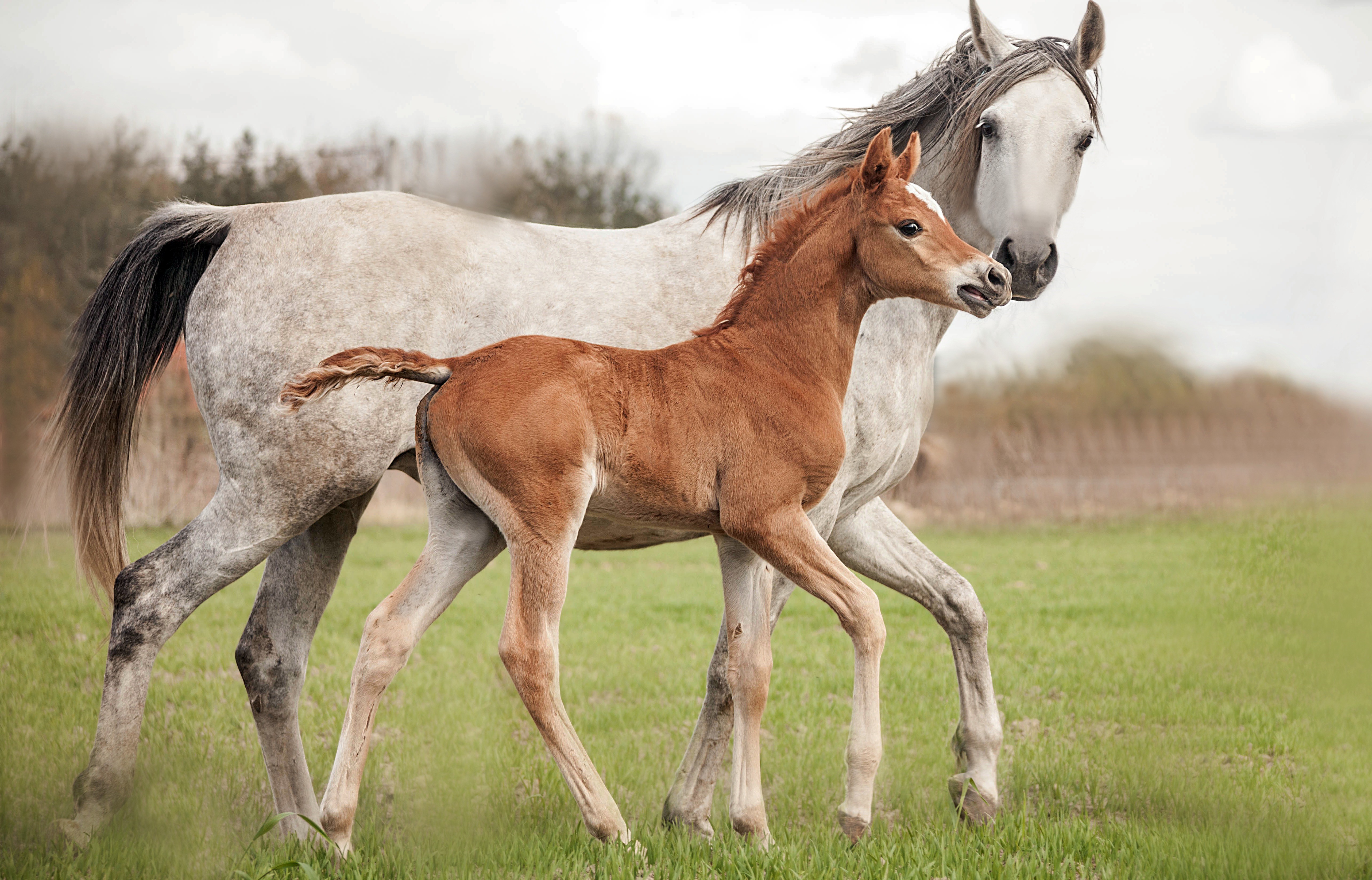 4K Close-Up of Brown Foal and Grey Mare Walking HD Wallpaper