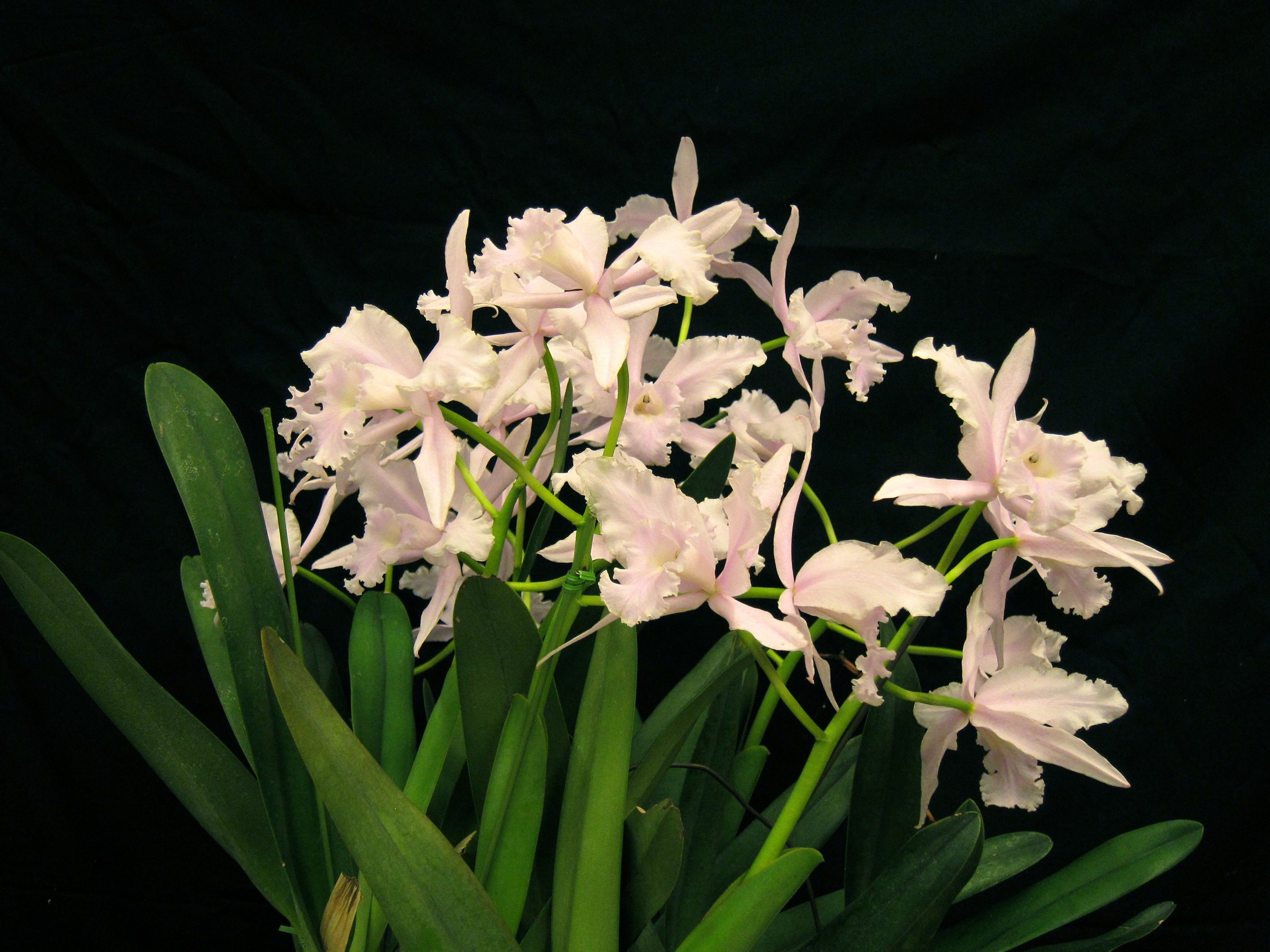Pink orchids with green leaves on black background HD Wallpaper