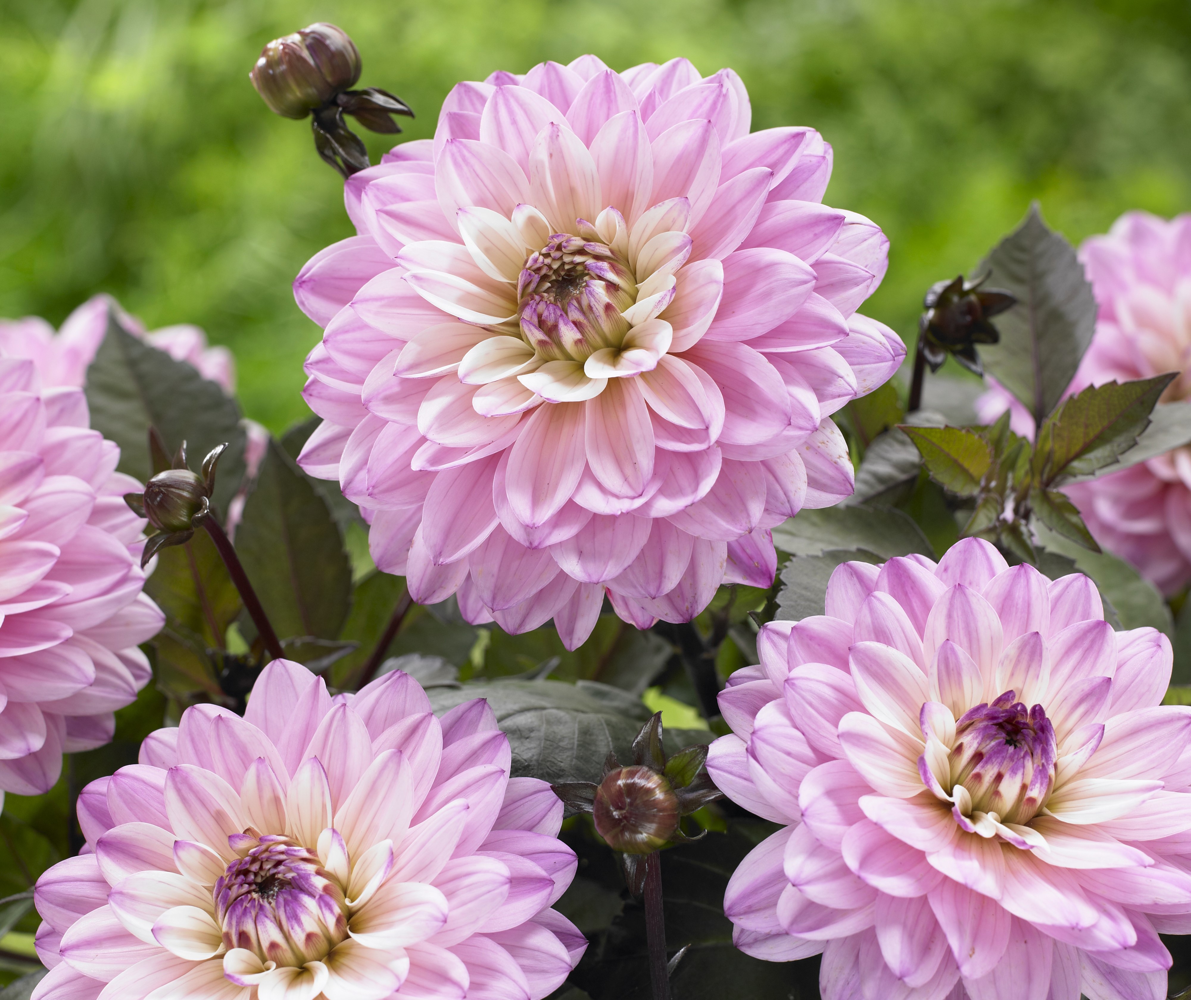 4K Pink Dahlias Closeup HD Wallpaper