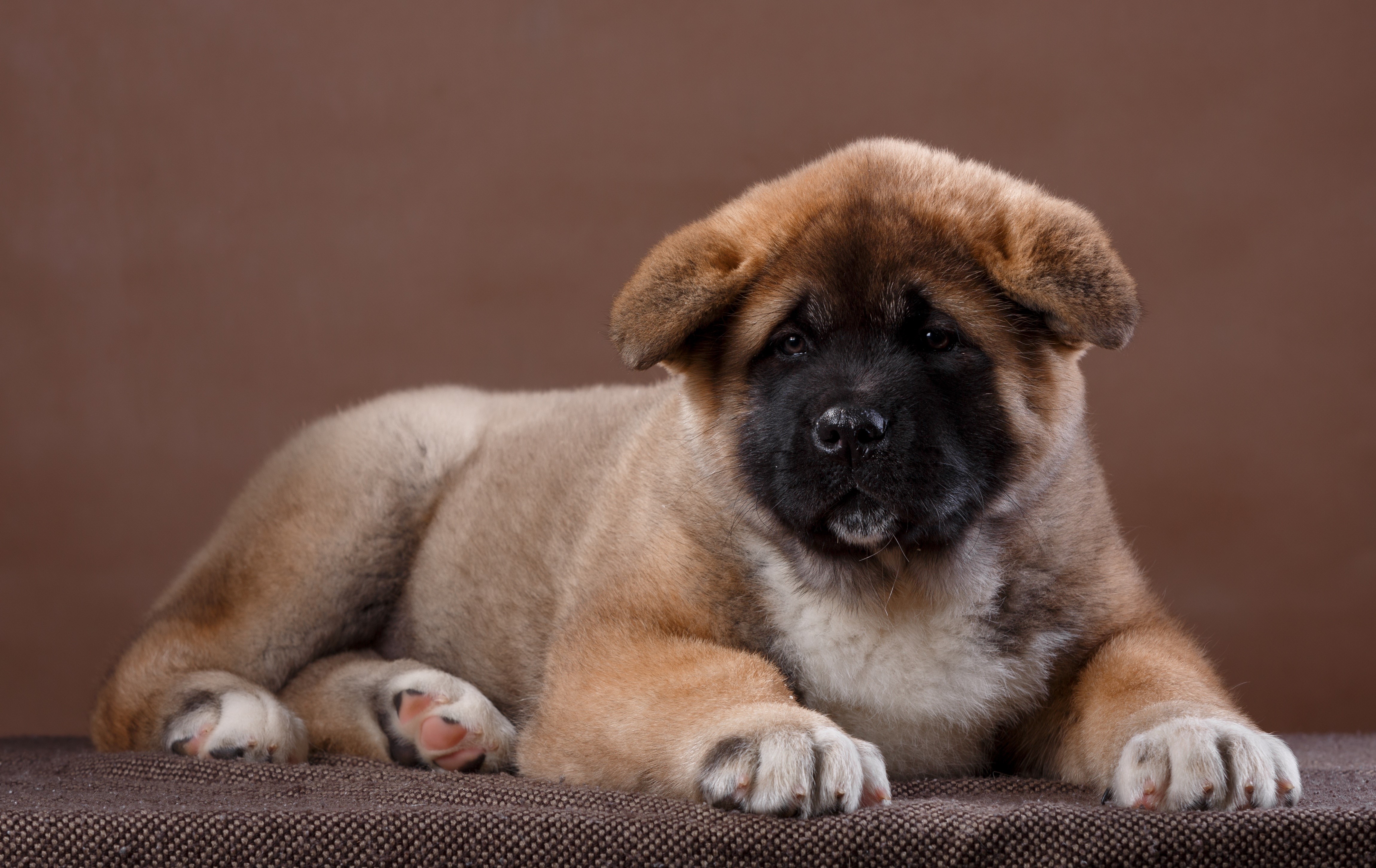 Akita Inu Puppy HD Wallpaper