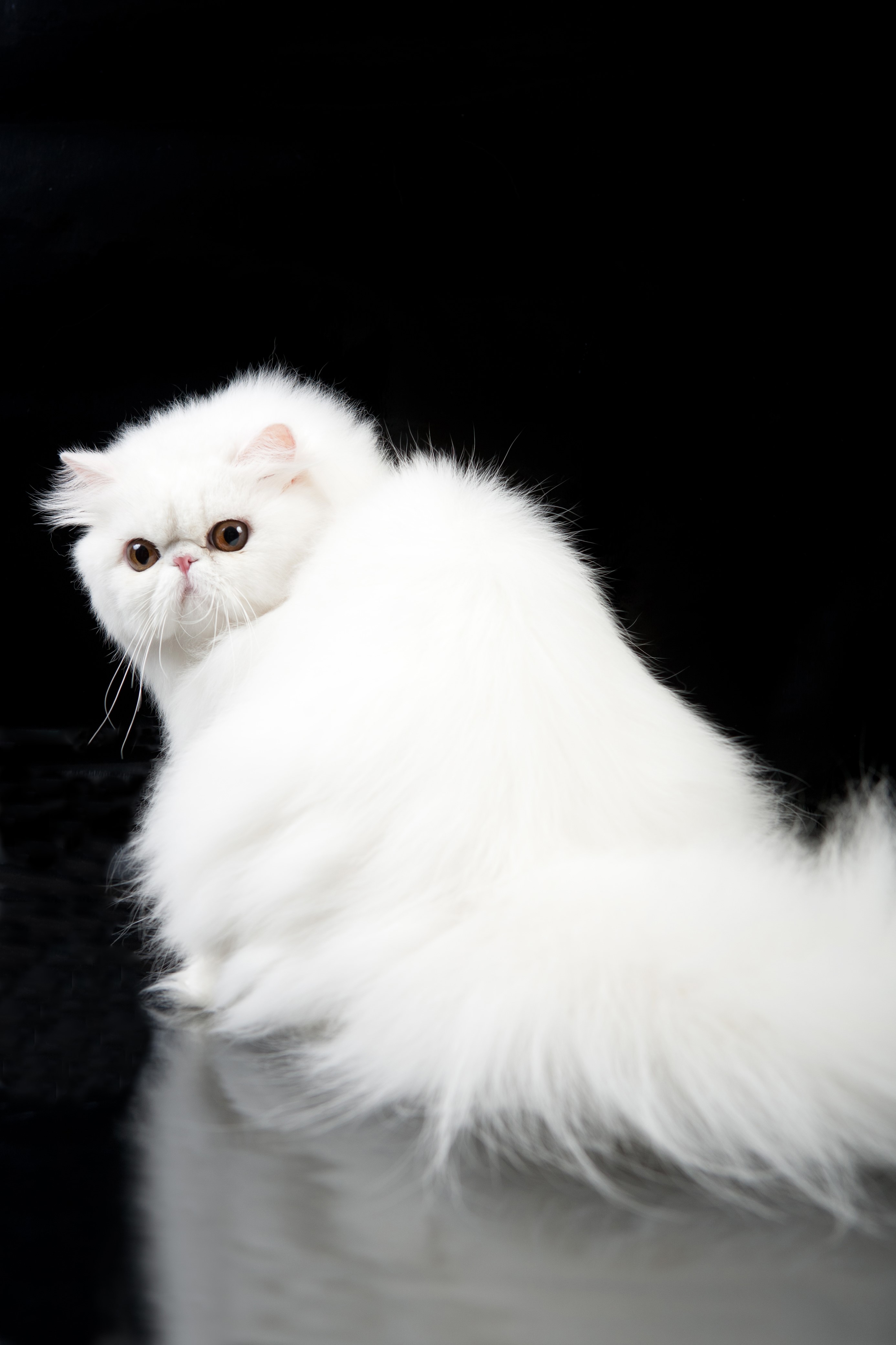 White Persian cat with brown eyes on black background HD Phone Wallpaper