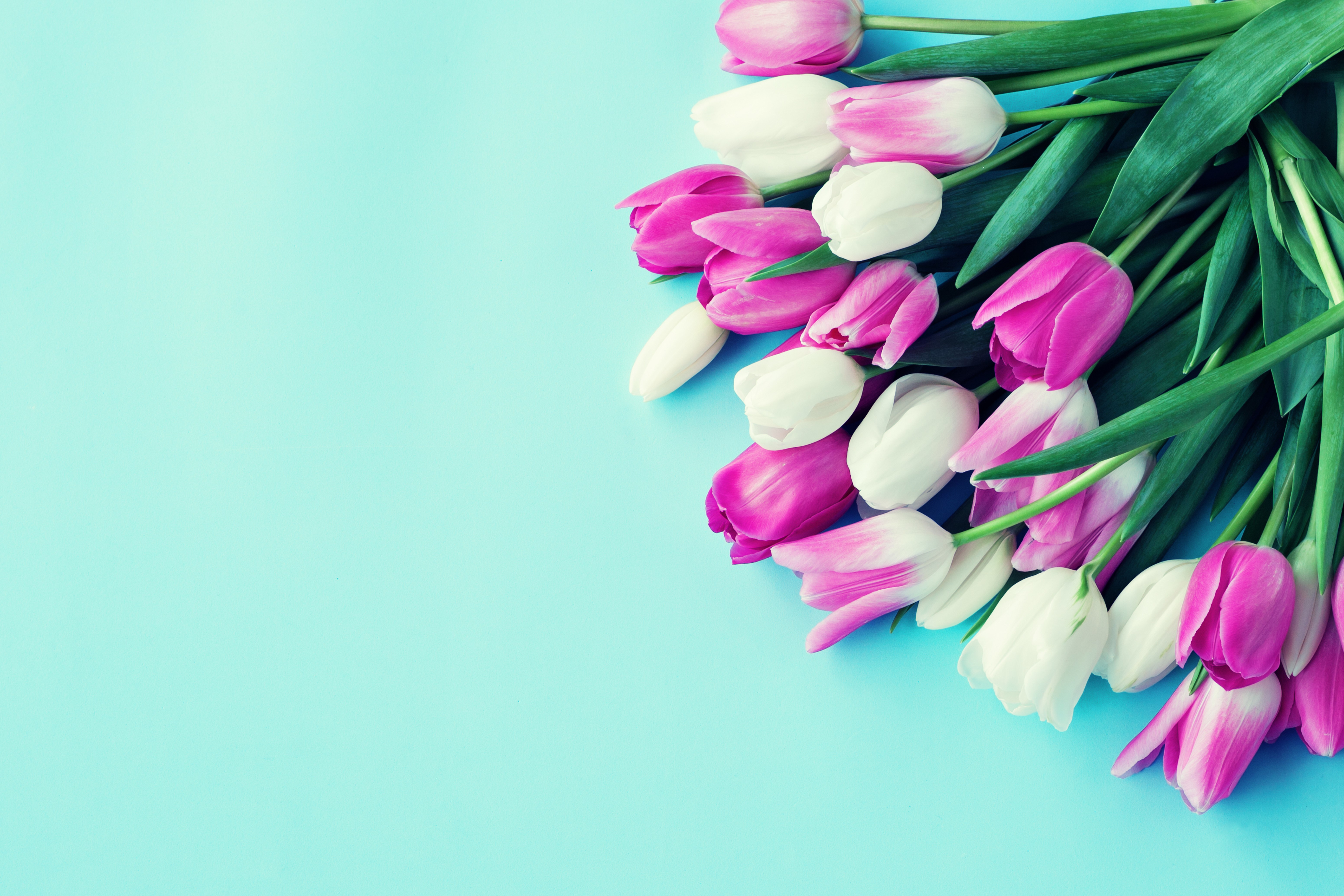 Tulips on a colored background HD Wallpaper