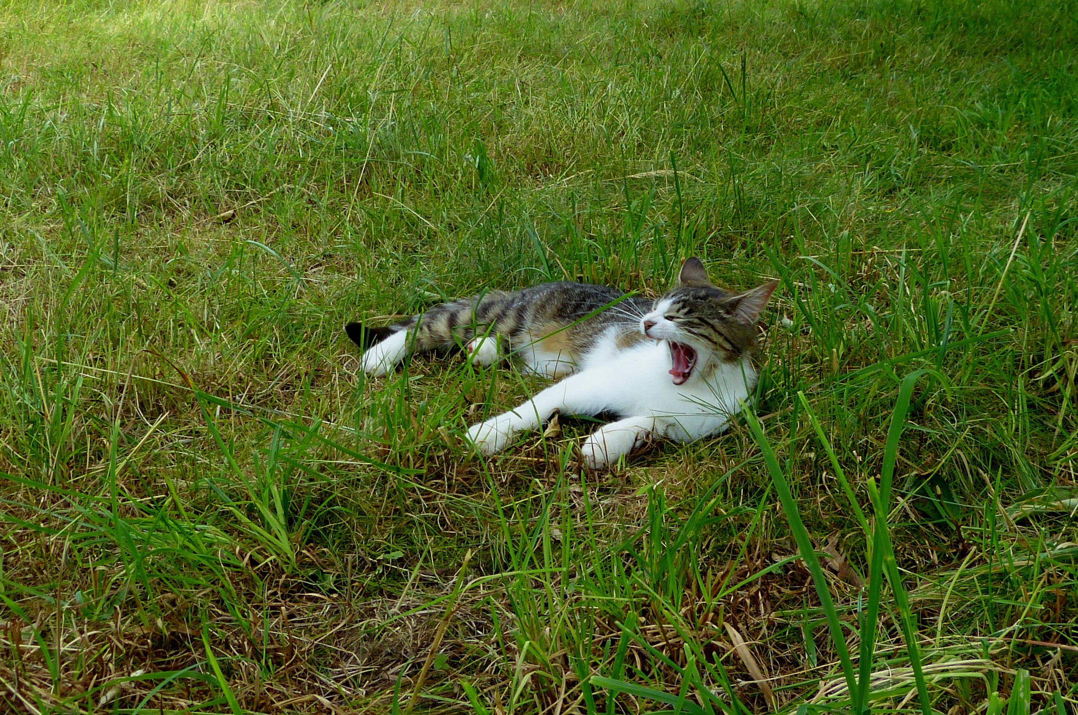 Cat yawning in the grass HD Wallpaper