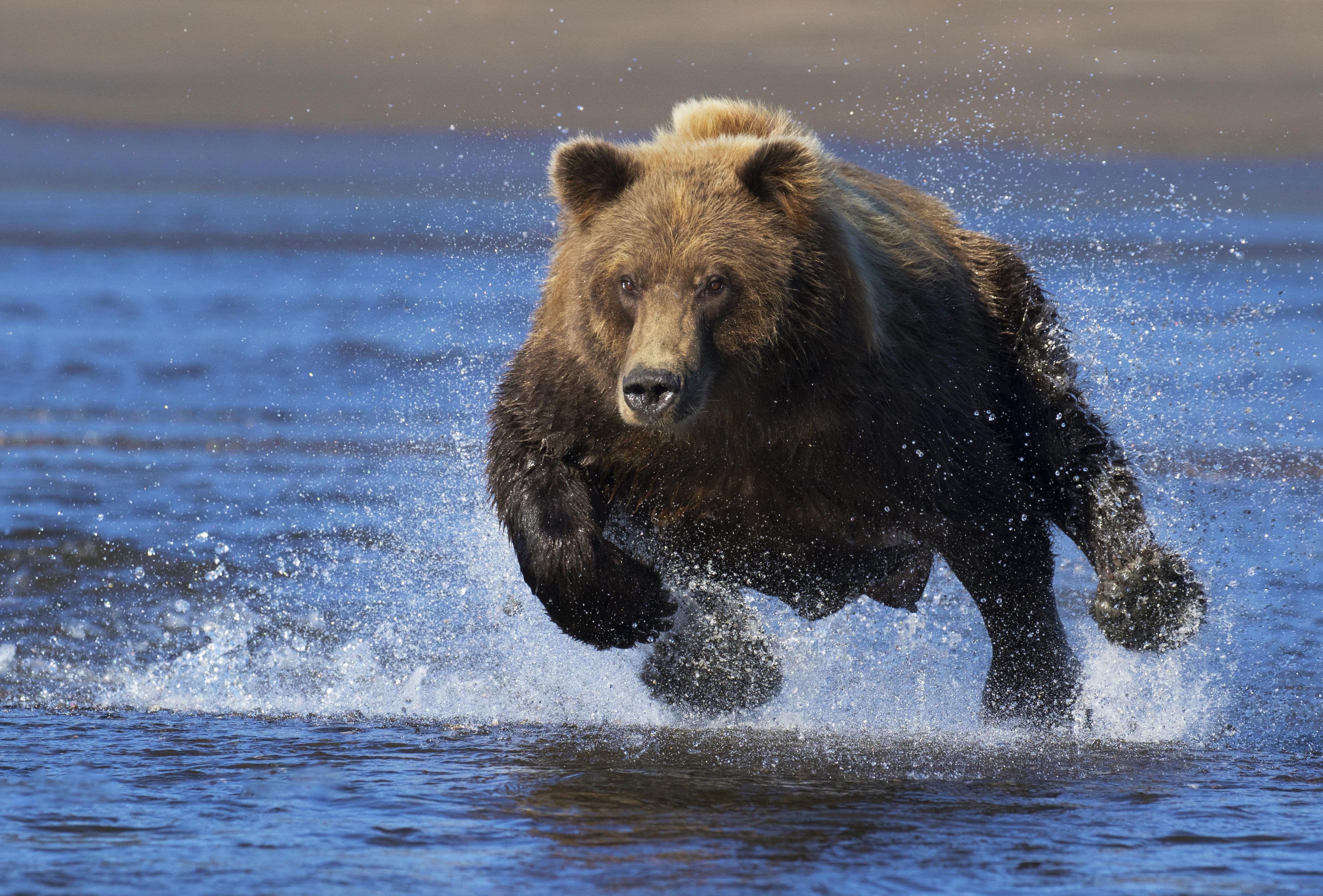 Brown Bear Running Through Water HD Wallpaper