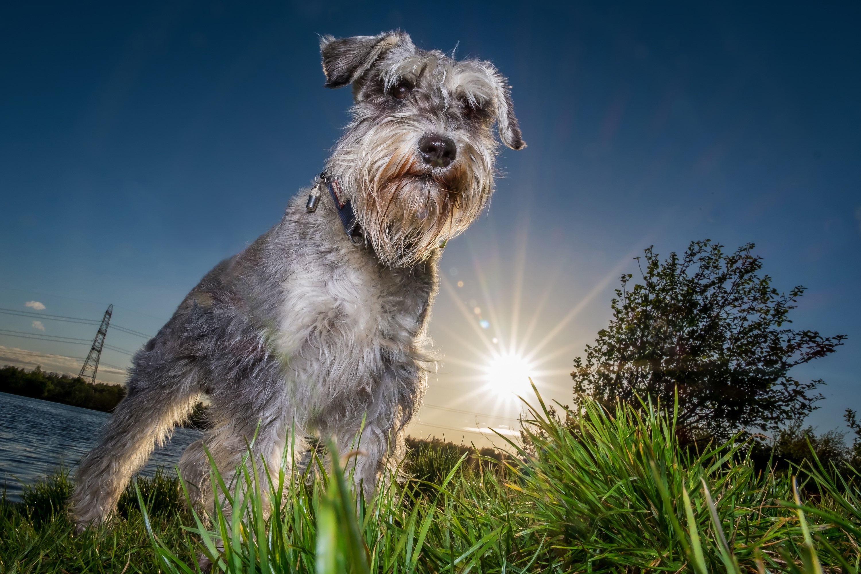 Schnauzer dog in grass with sun and lake HD Wallpaper
