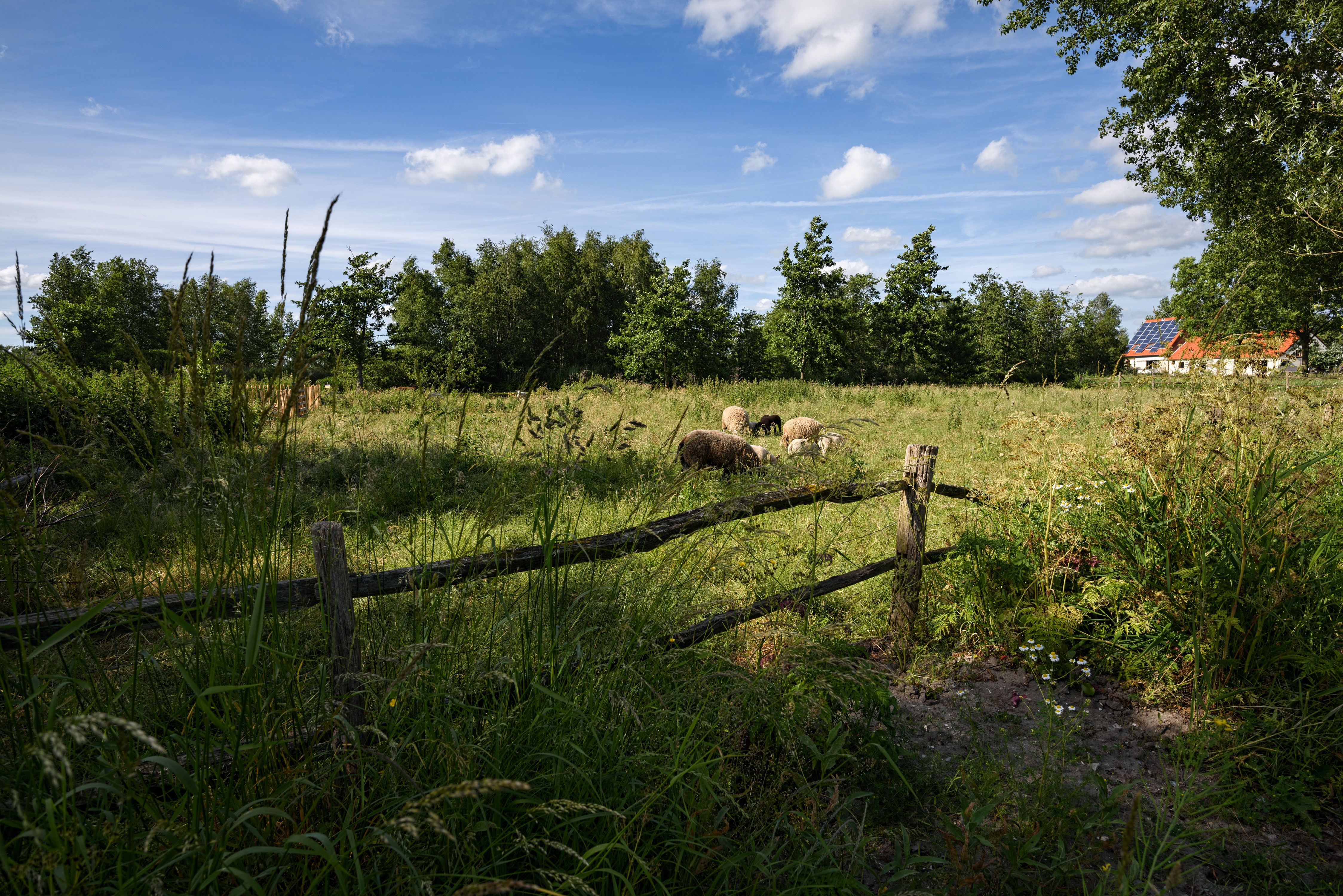 Sheep grazing in a field near a house in the Netherlands HD Wallpaper