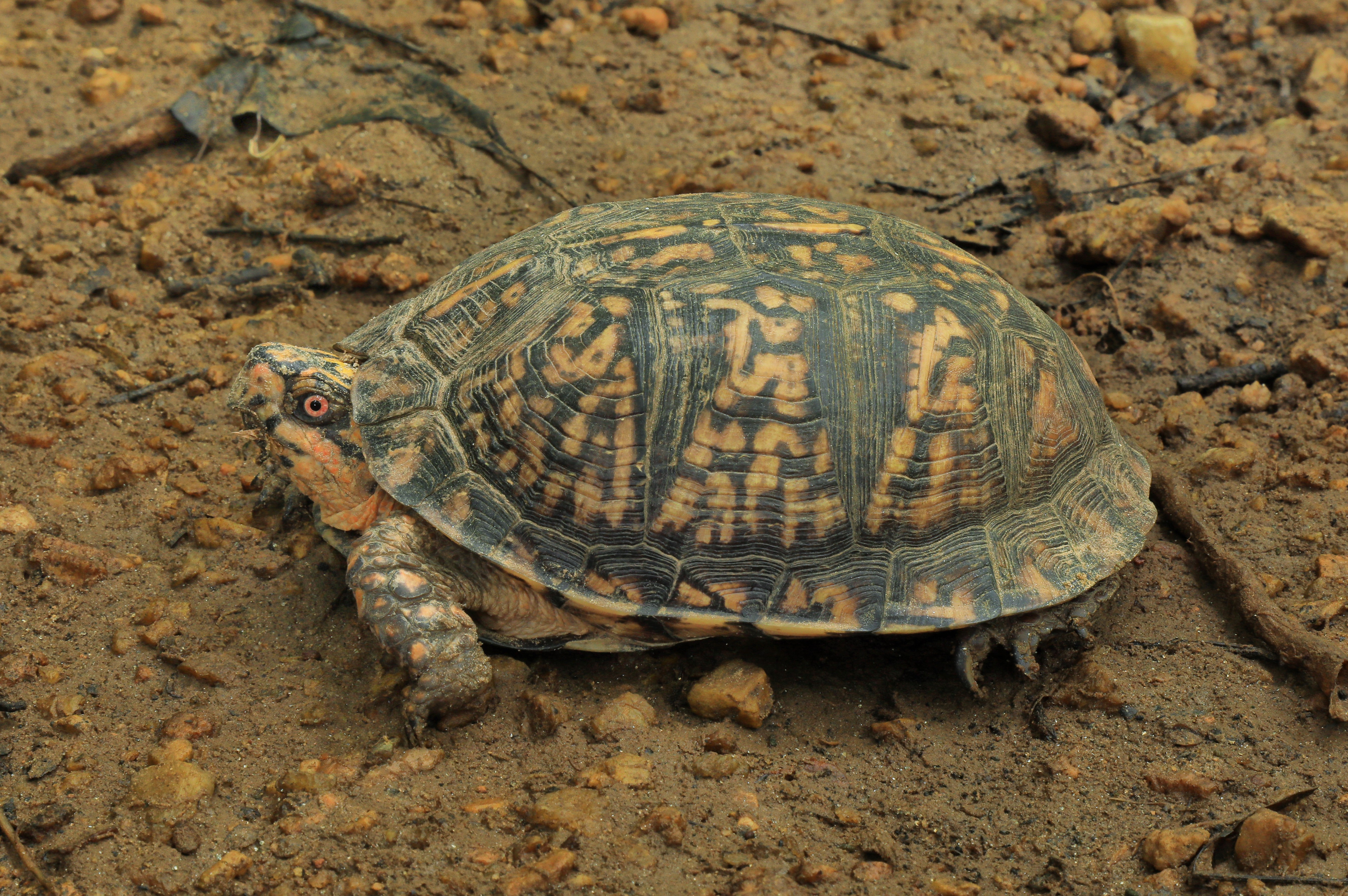Box Turtle on the Ground HD Wallpaper