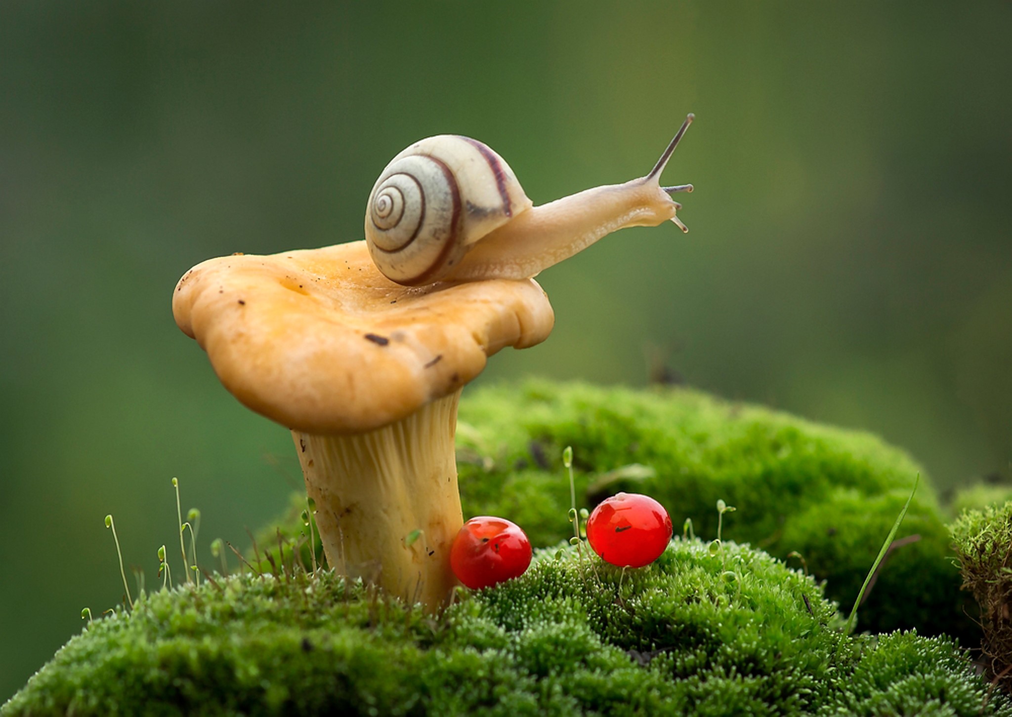 Snail on a mushroom with moss and red berries HD Wallpaper