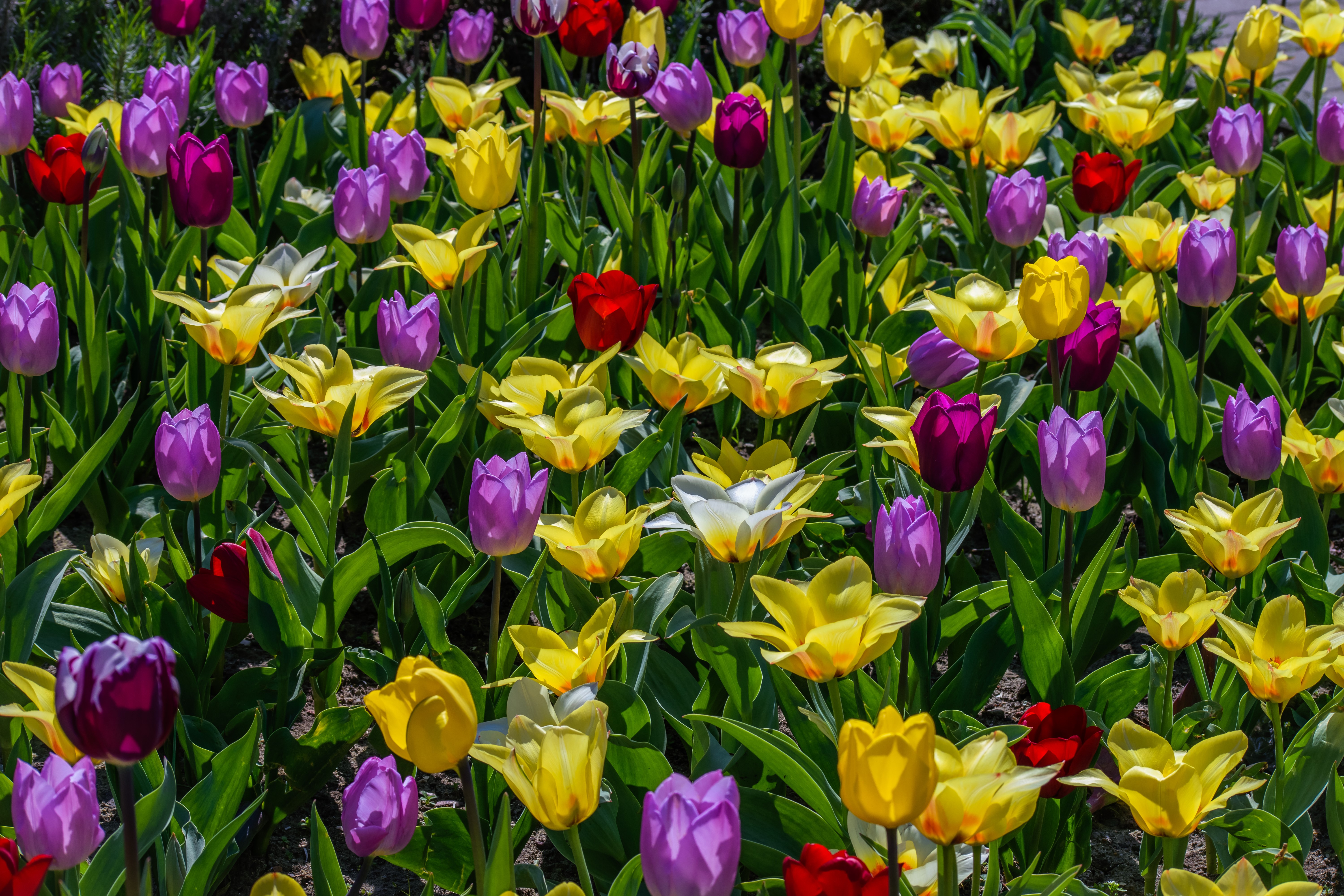 Field of colorful tulips in bloom HD Wallpaper