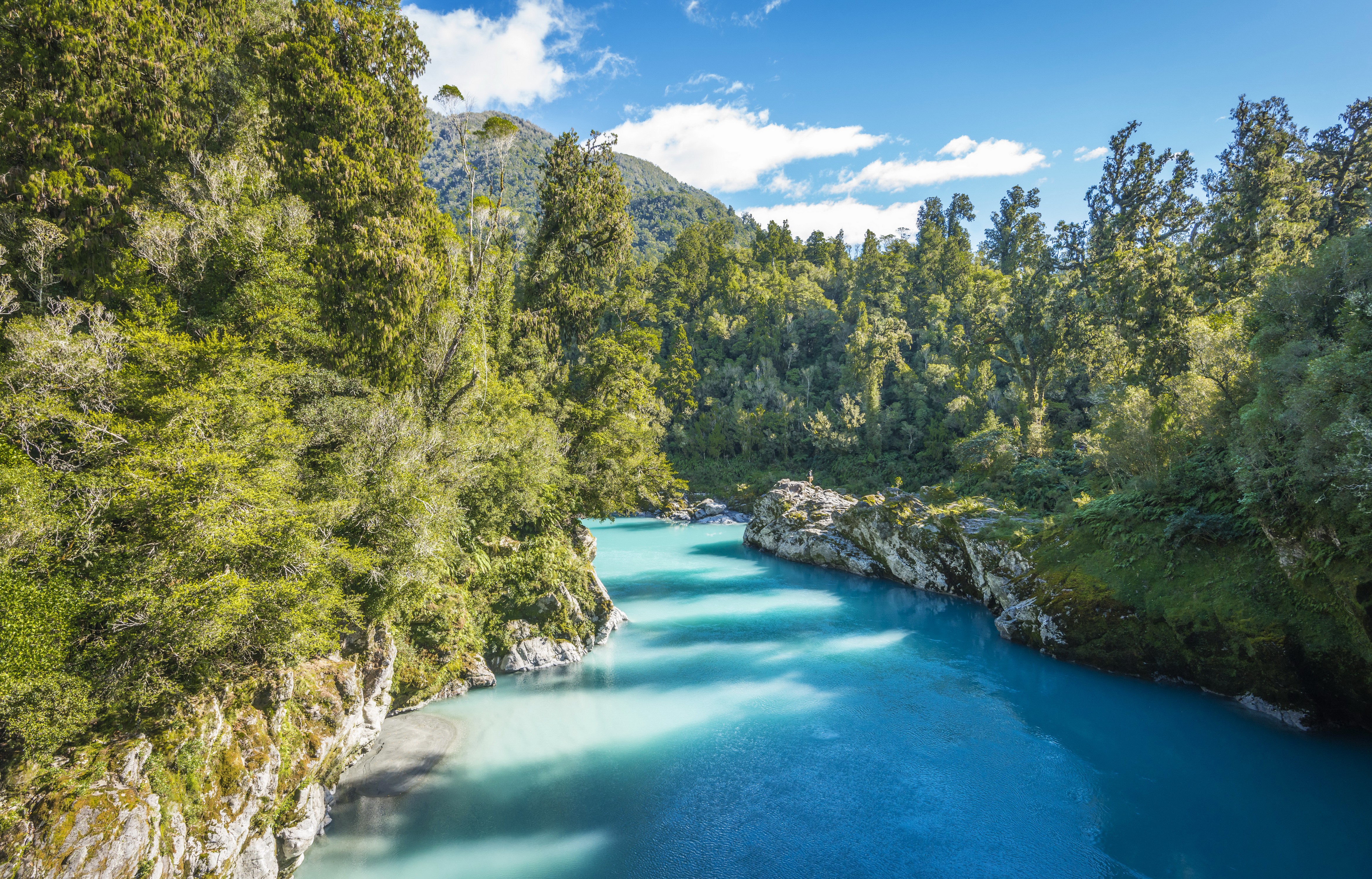 Turquoise river flowing through a dense forest in New Zealand HD Wallpaper