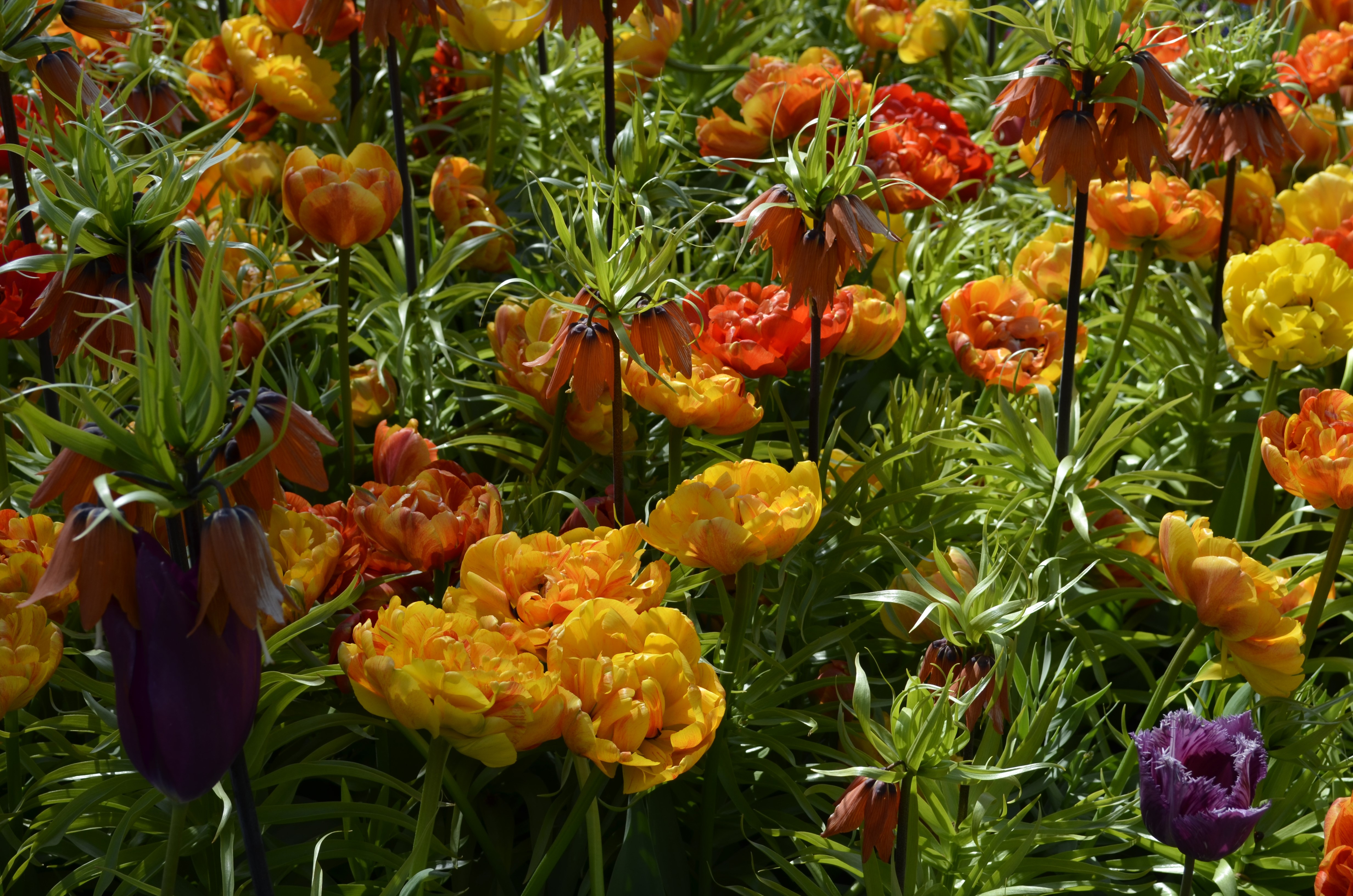 Field of Tulips and Fritillaria HD Wallpaper