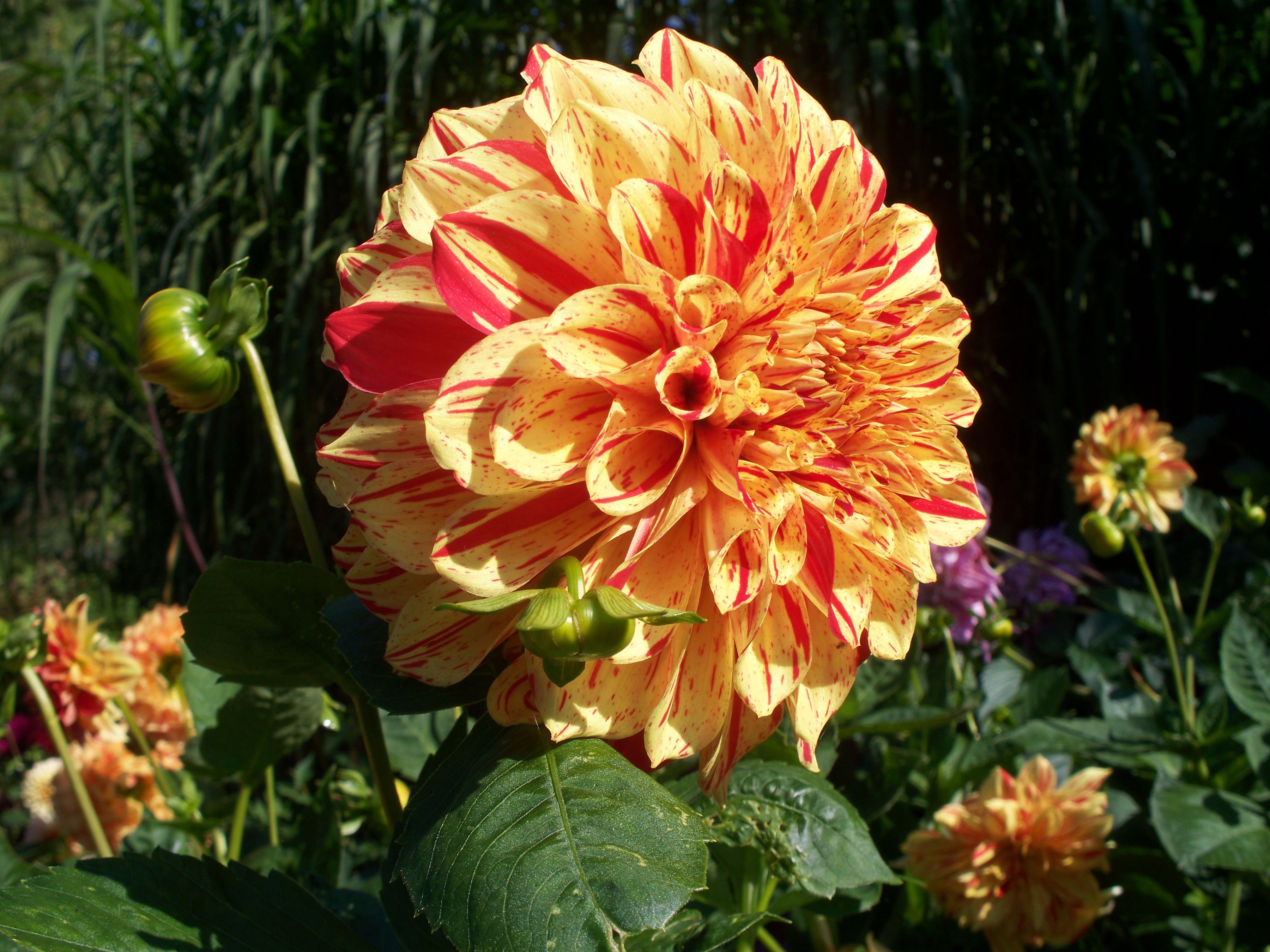 Yellow and red dahlia flower with buds HD Wallpaper