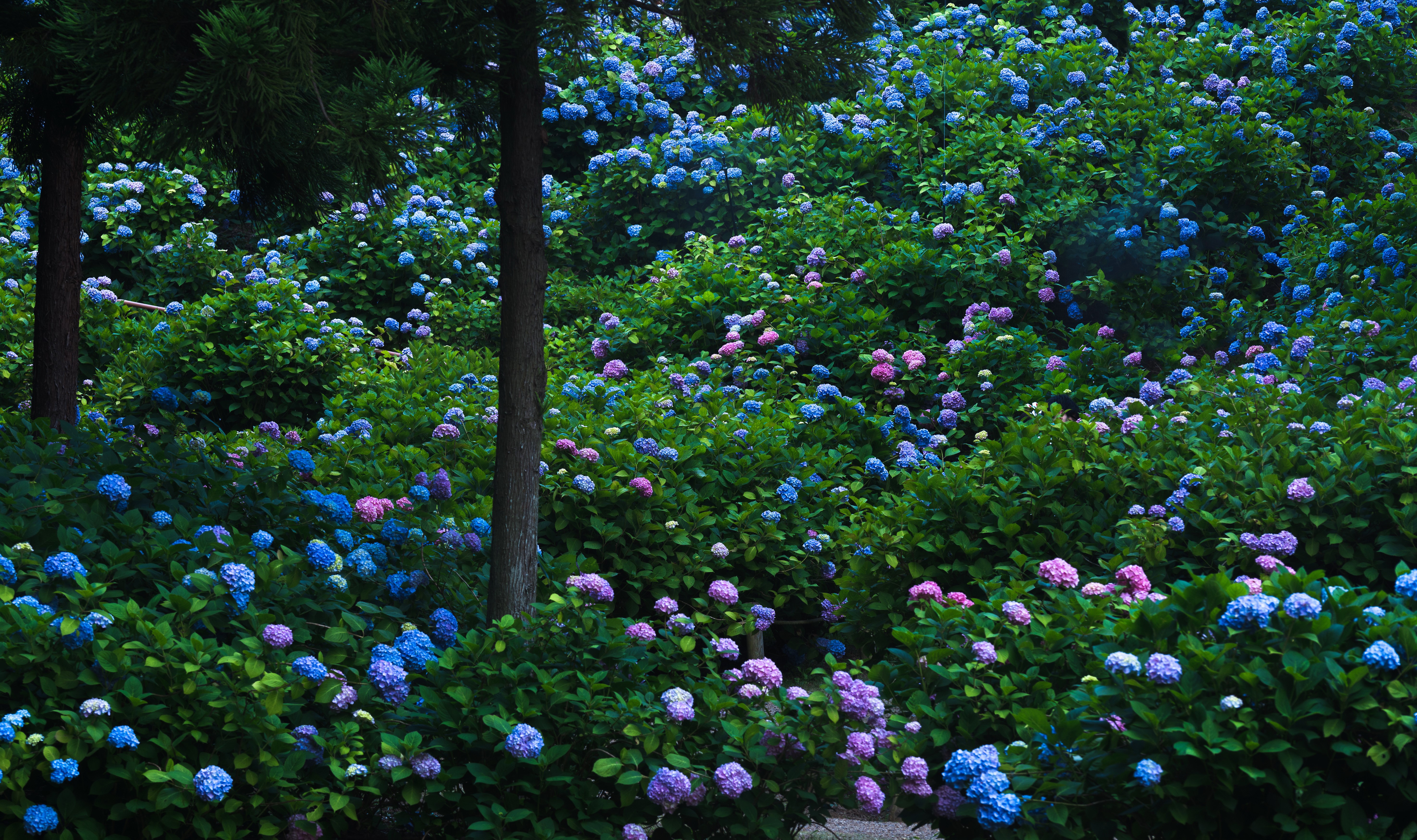 Hydrangeas in a Japanese Garden with Trees HD Wallpaper