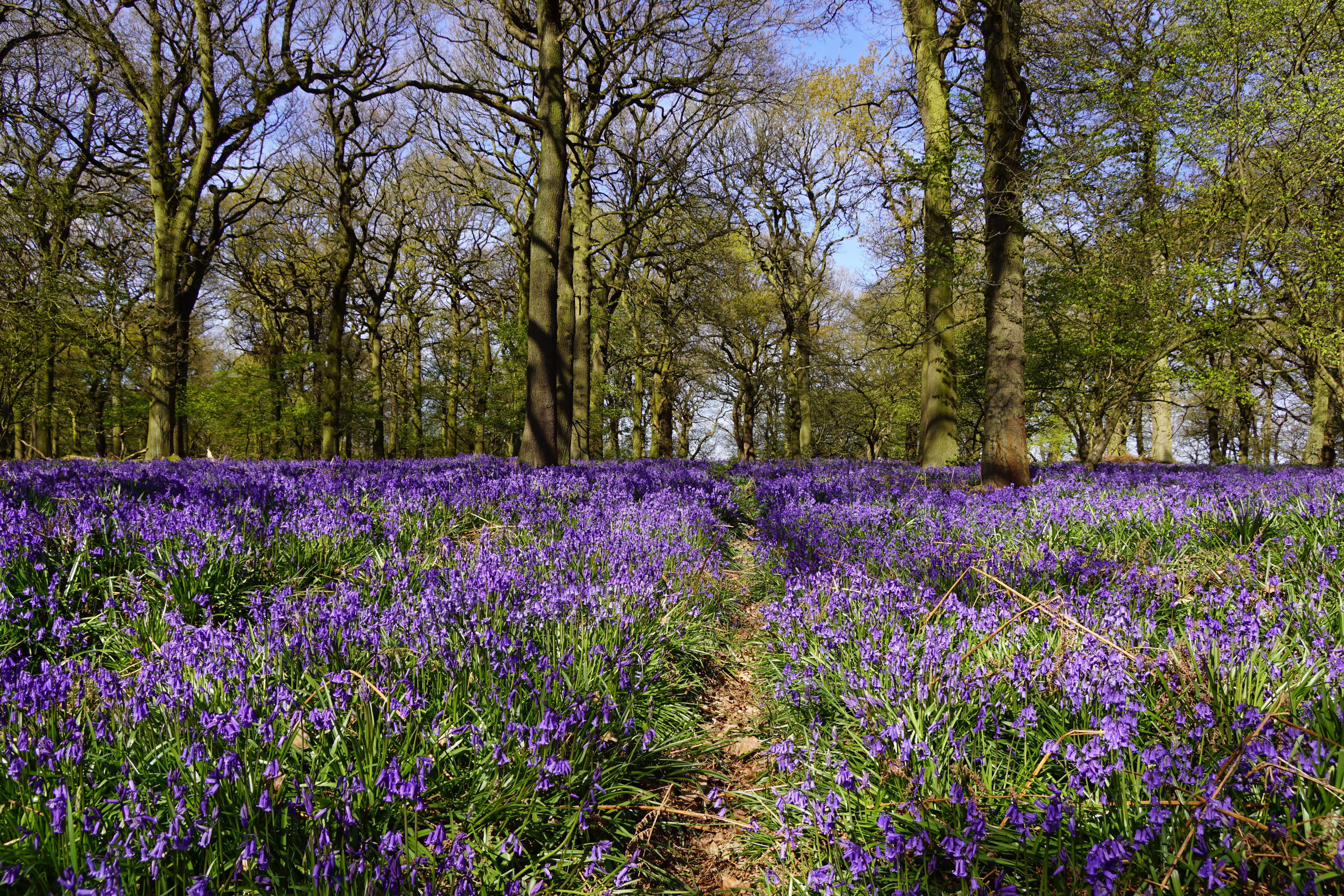Bluebells in Felley Priory, United Kingdom HD Wallpaper