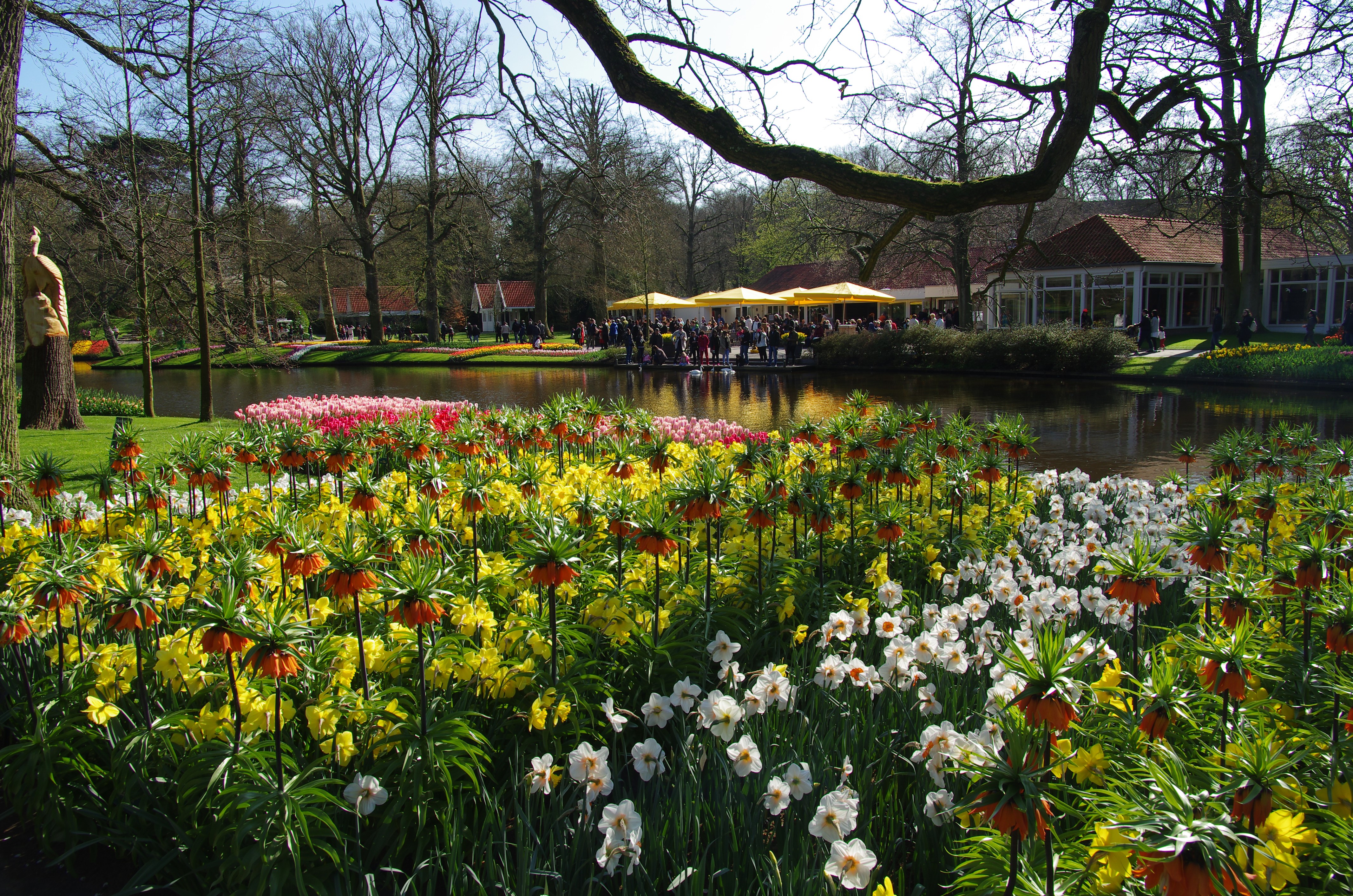 Keukenhof Gardens with Daffodils and Fritillaria HD Wallpaper