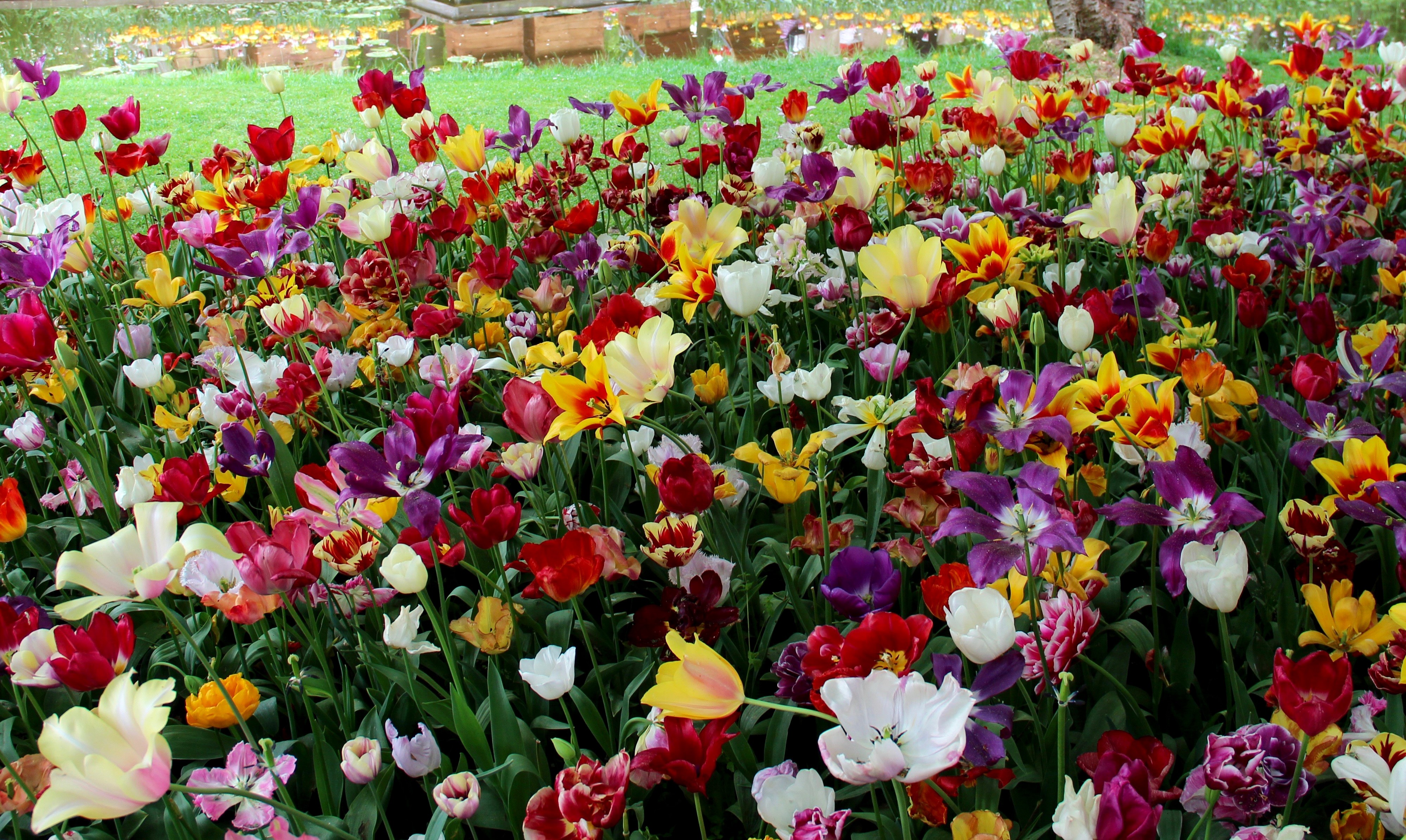 4K Keukenhof Tulips Field HD Wallpaper