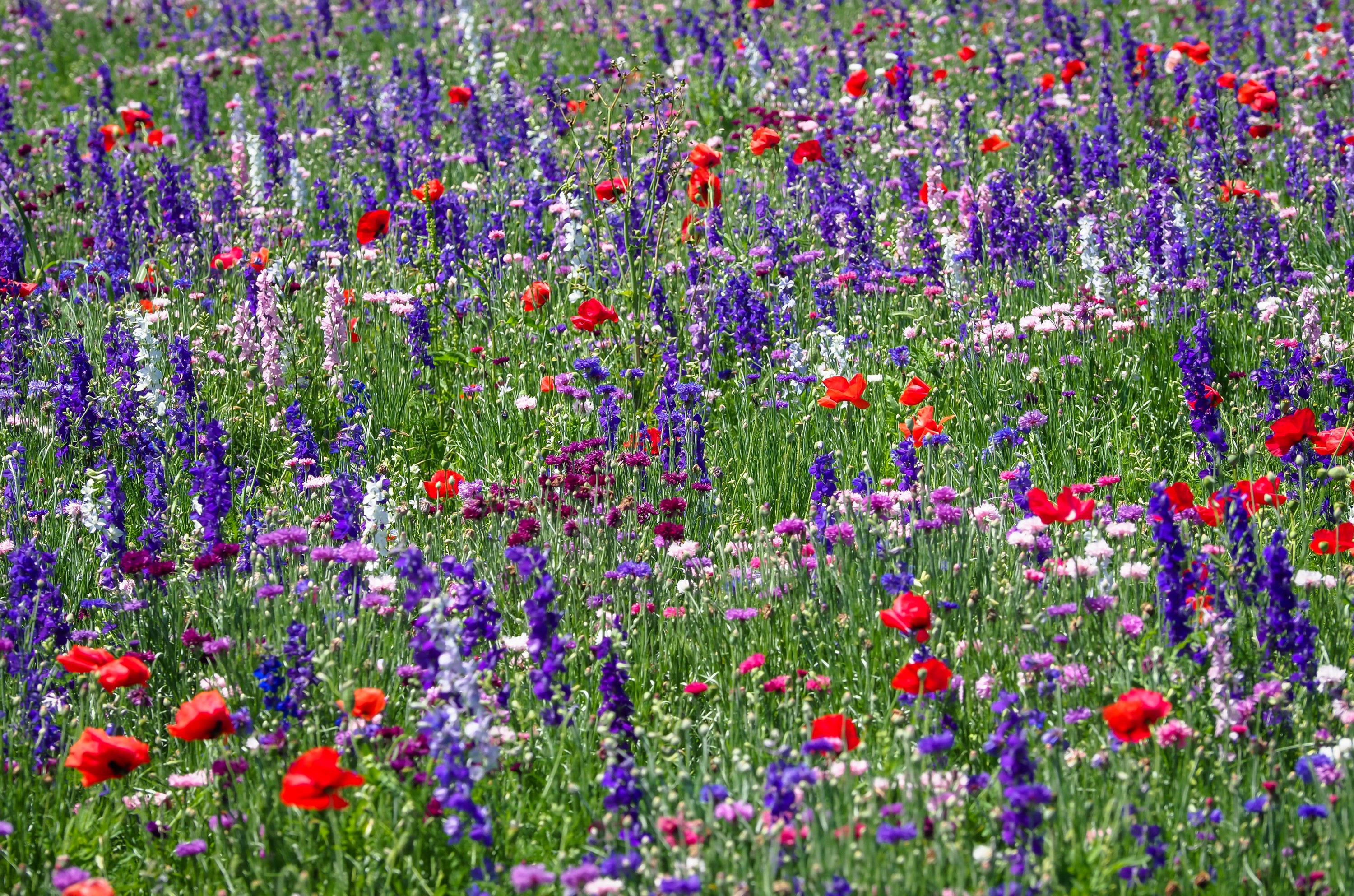Field of Delphiniums and Poppies HD Wallpaper