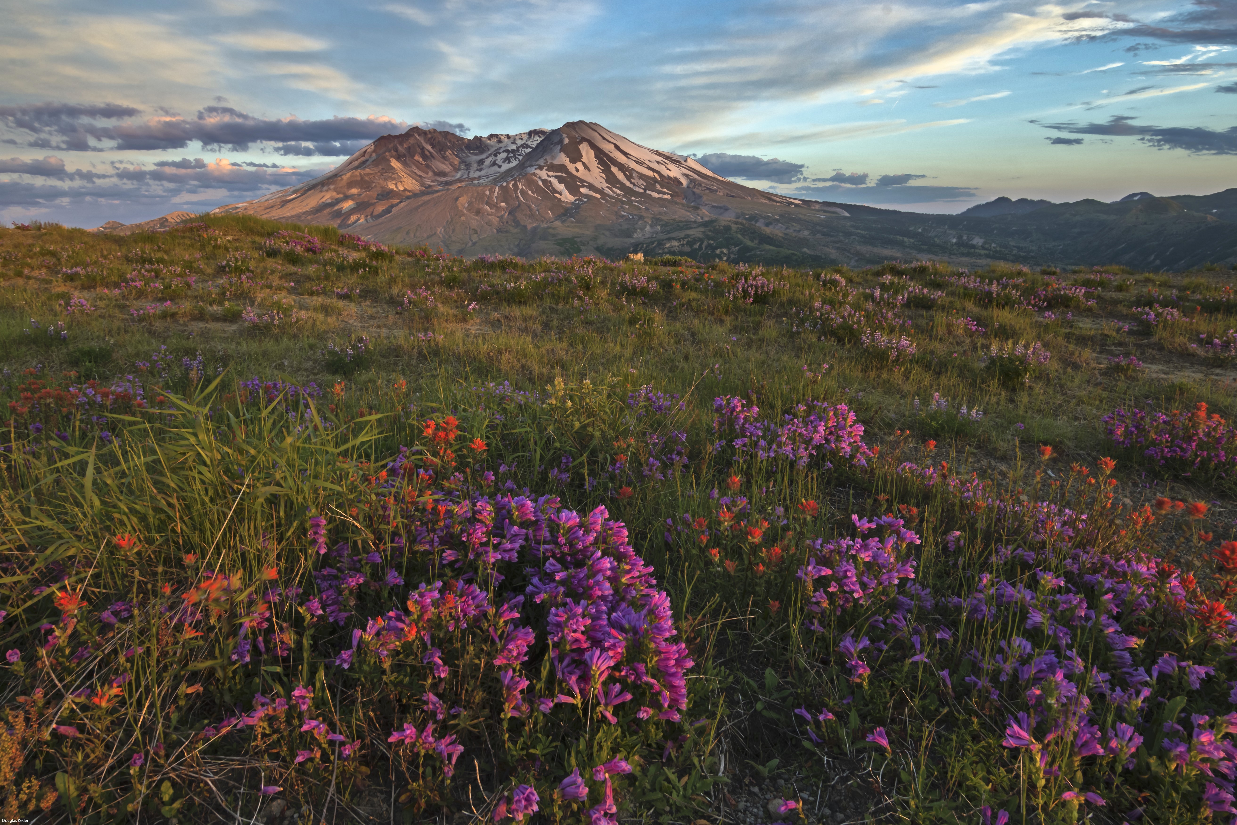 Mount St. Helens National Park with wildflowers HD Wallpaper