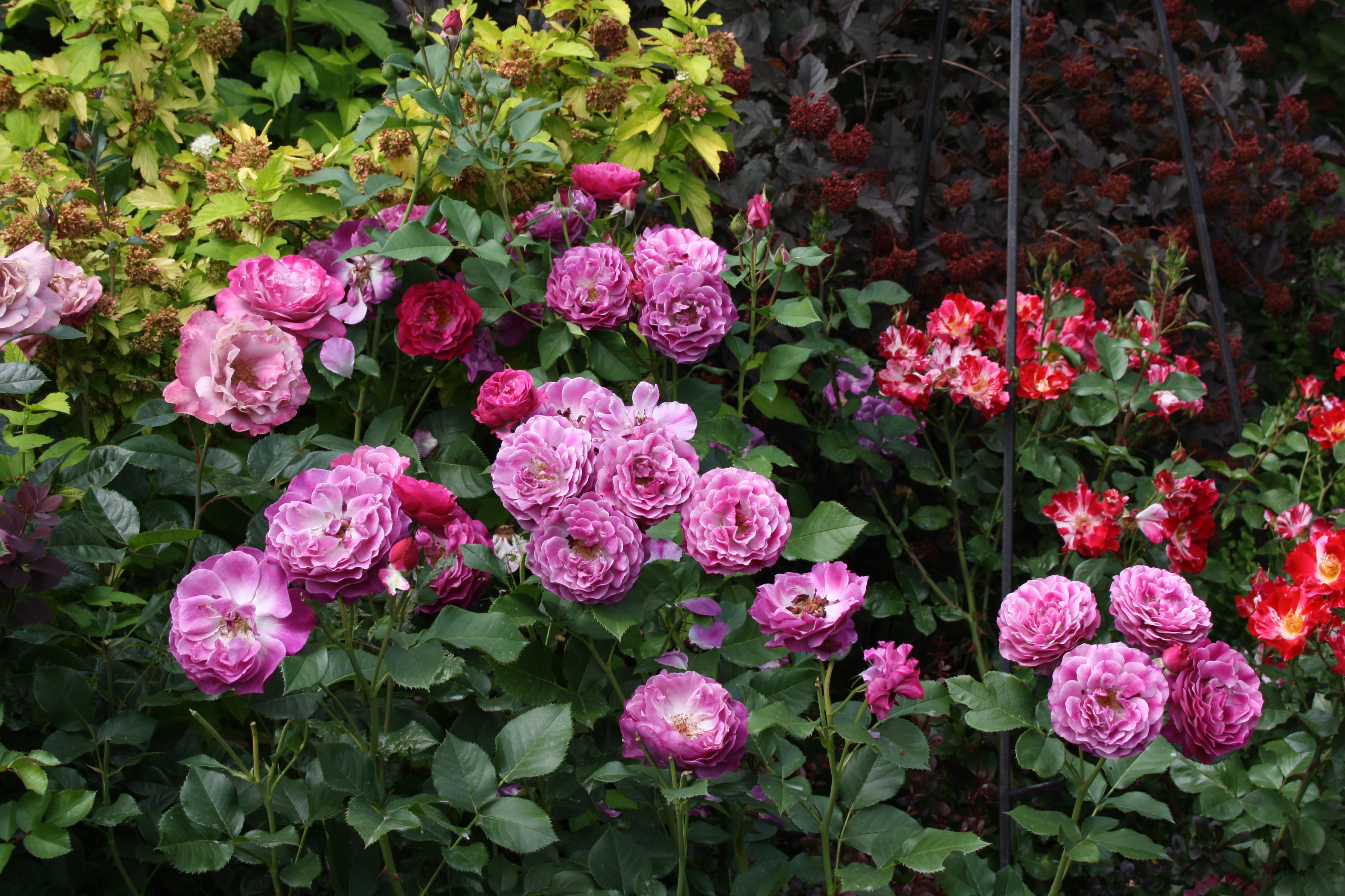 A garden bed filled with blooming roses in various shades of pink and red. HD Wallpaper