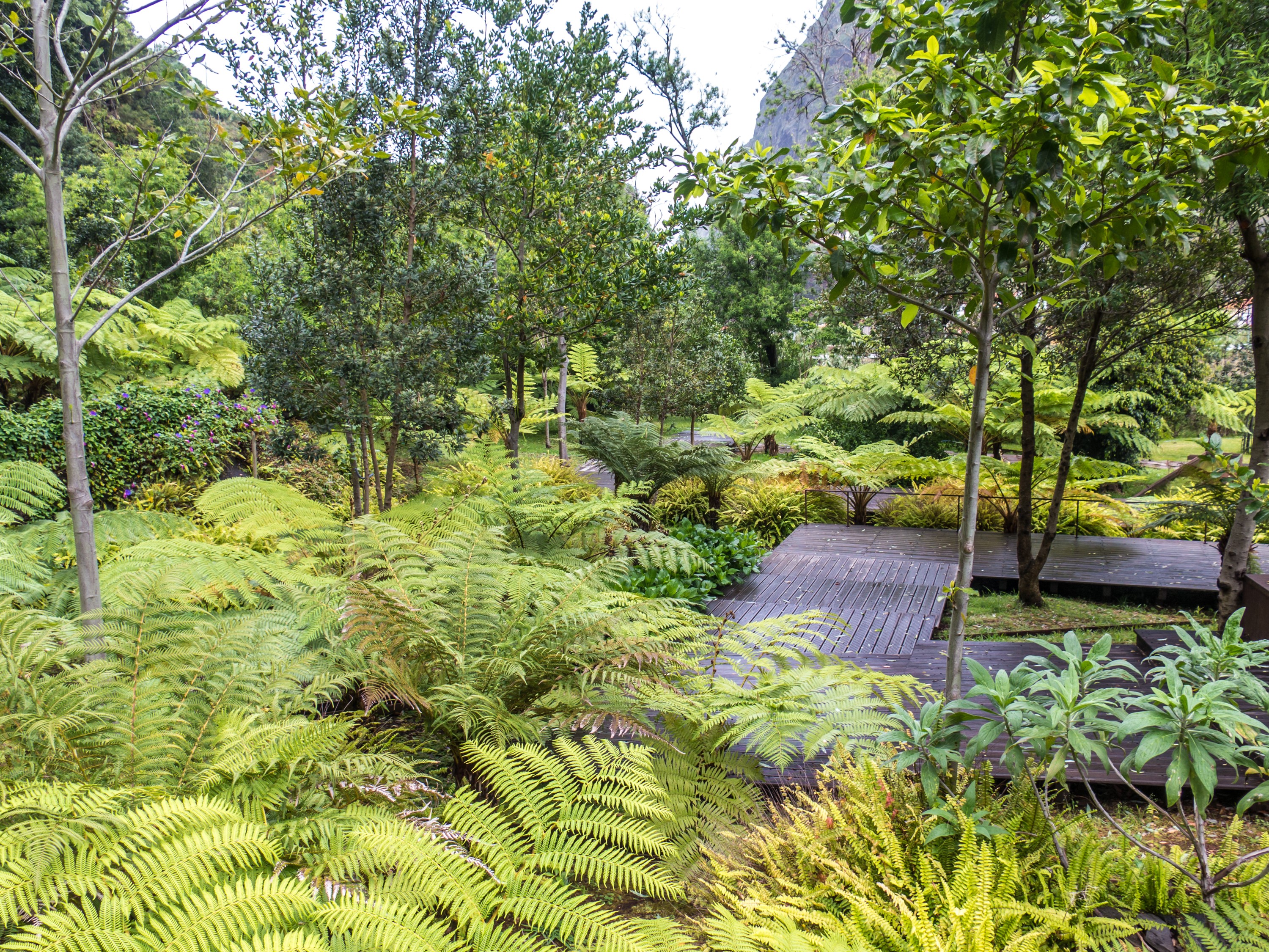 Ferns and trees in a park in Madeira, Portugal HD Wallpaper