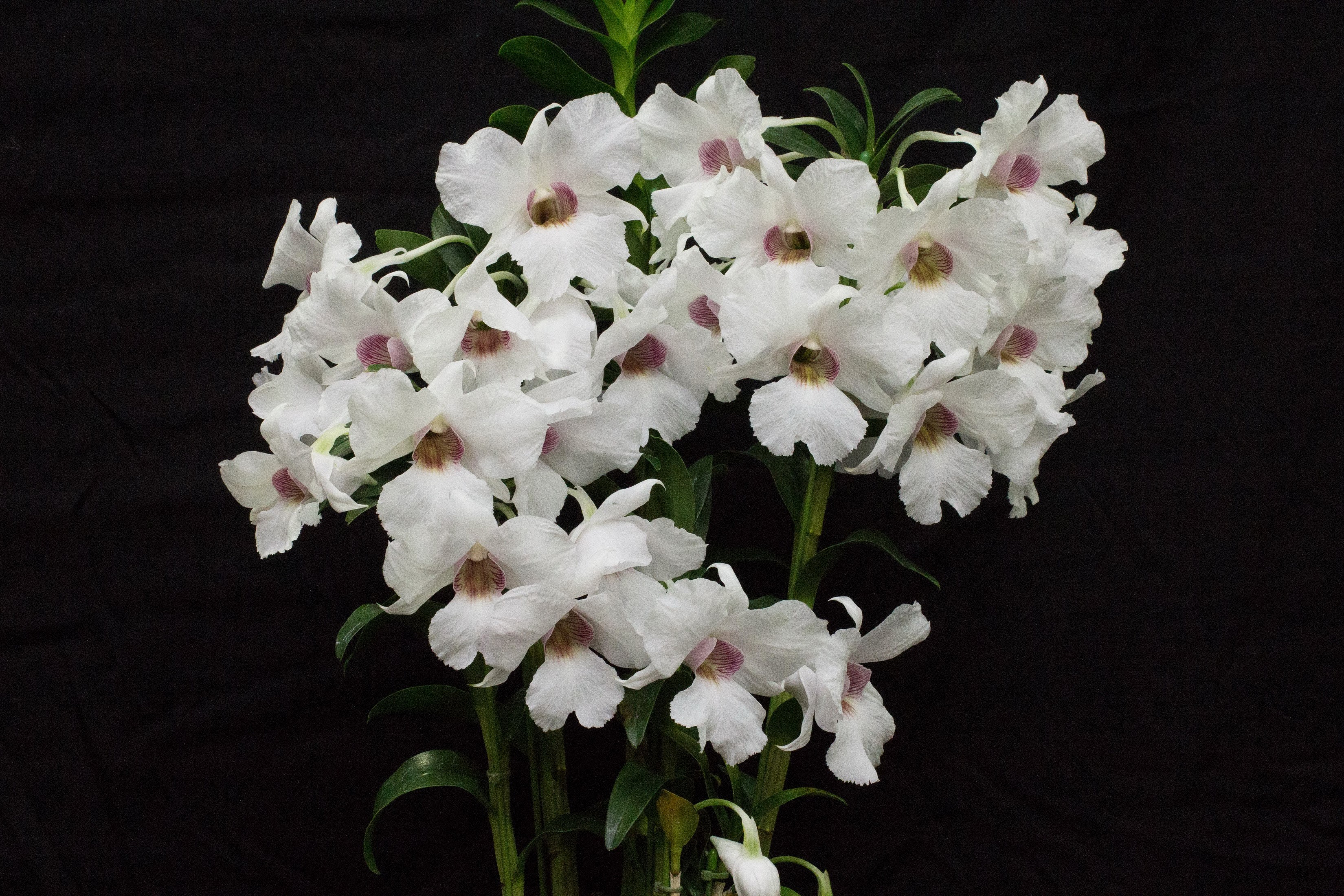 White orchids with purple centers on black background HD Wallpaper