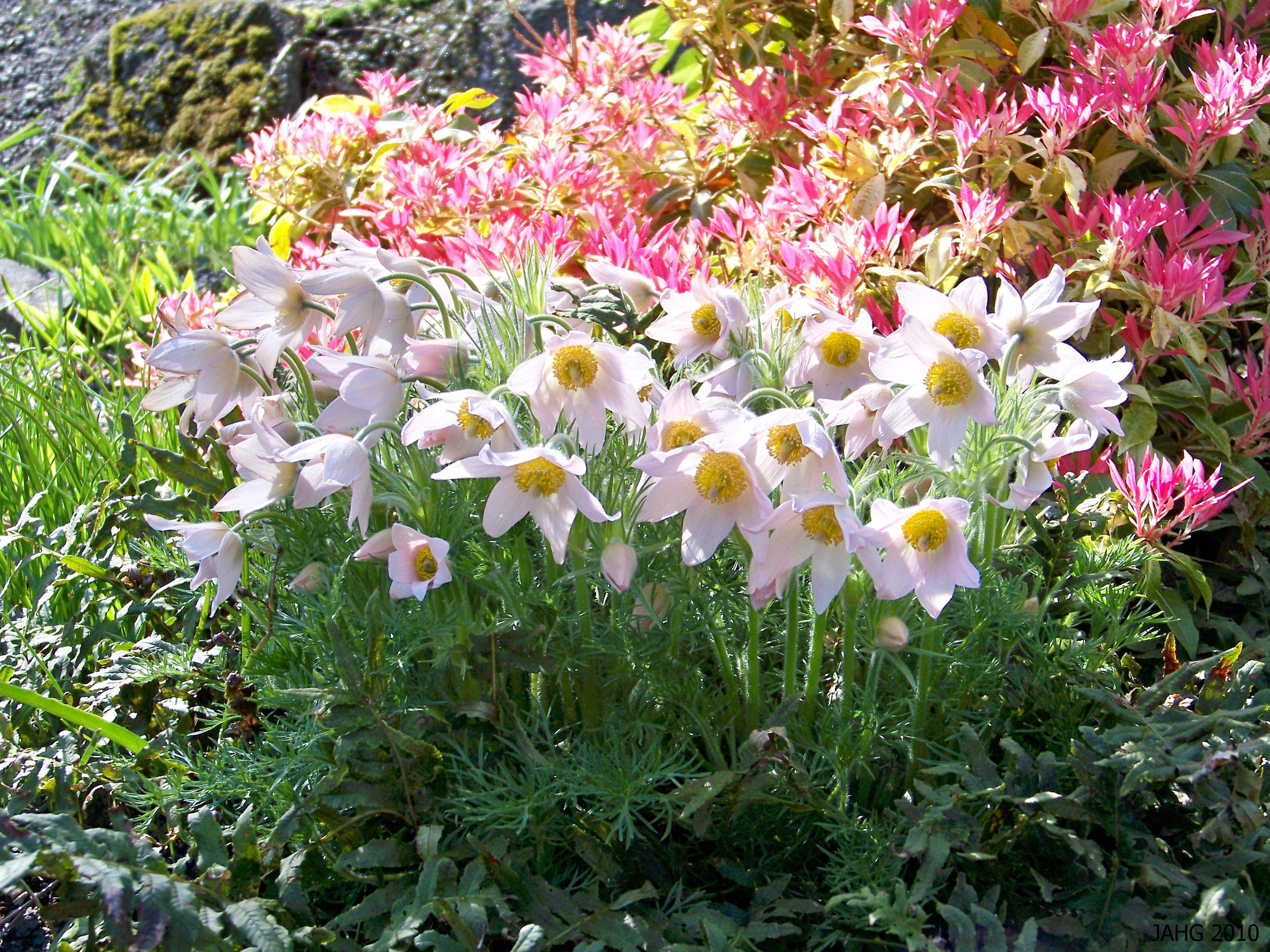 White Pulsatilla flowers in a garden HD Wallpaper