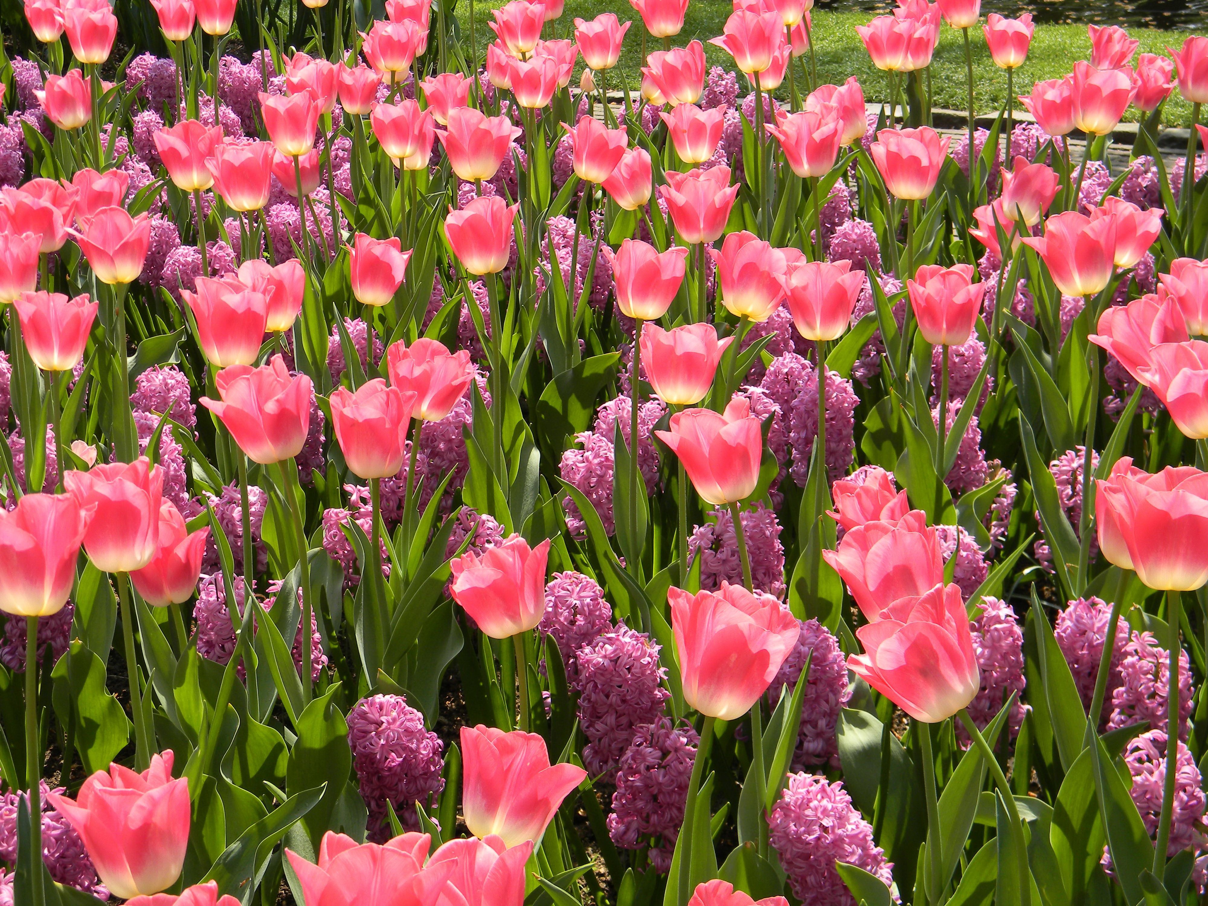 Pink Tulips and Hyacinths in Bloom HD Wallpaper