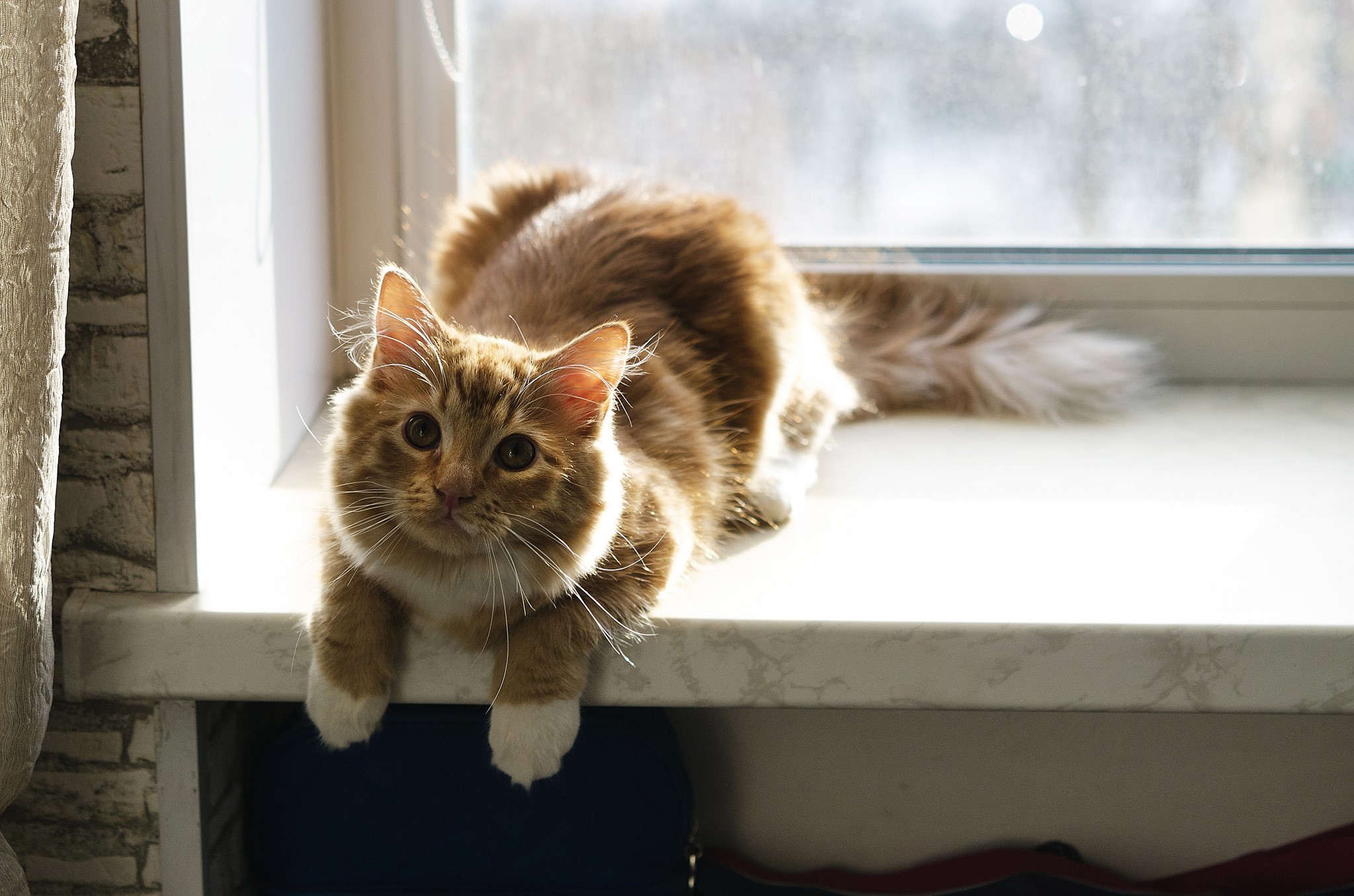 Orange cat lying on a windowsill HD Wallpaper