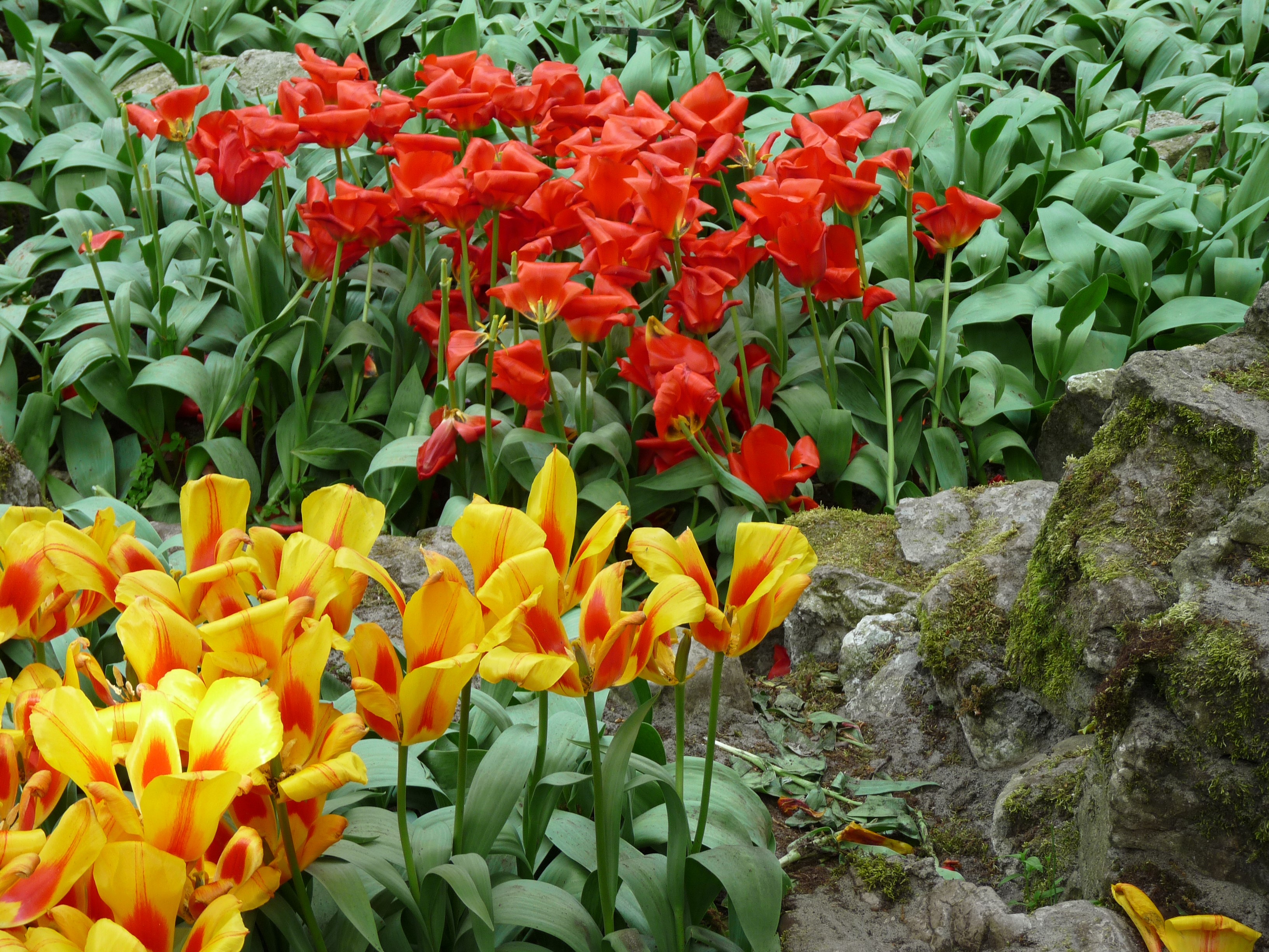 Red and yellow tulips in Keukenhof, Netherlands HD Wallpaper